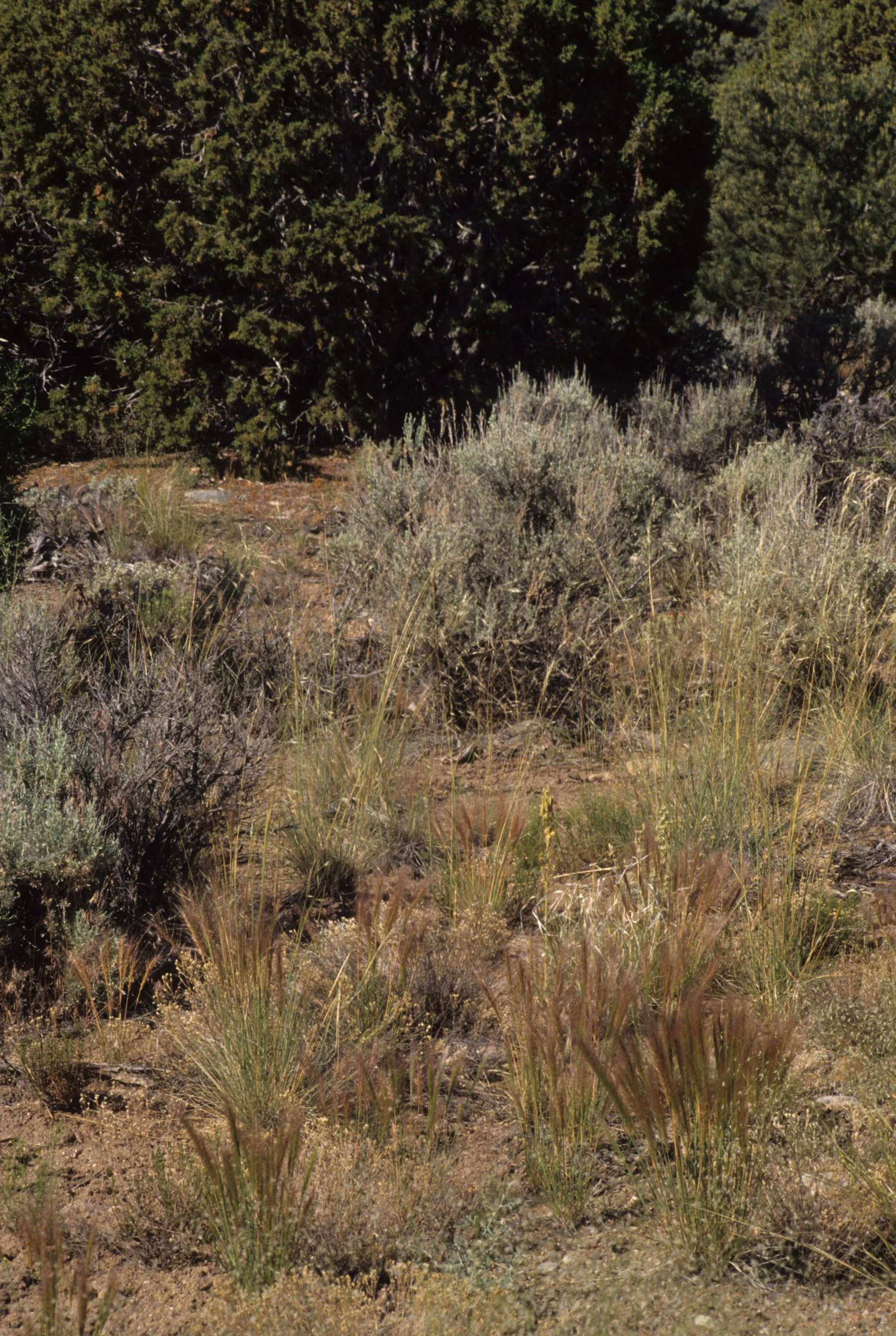 GREAT BASIN NP - GRASSES WITH JUNIPER.jpg