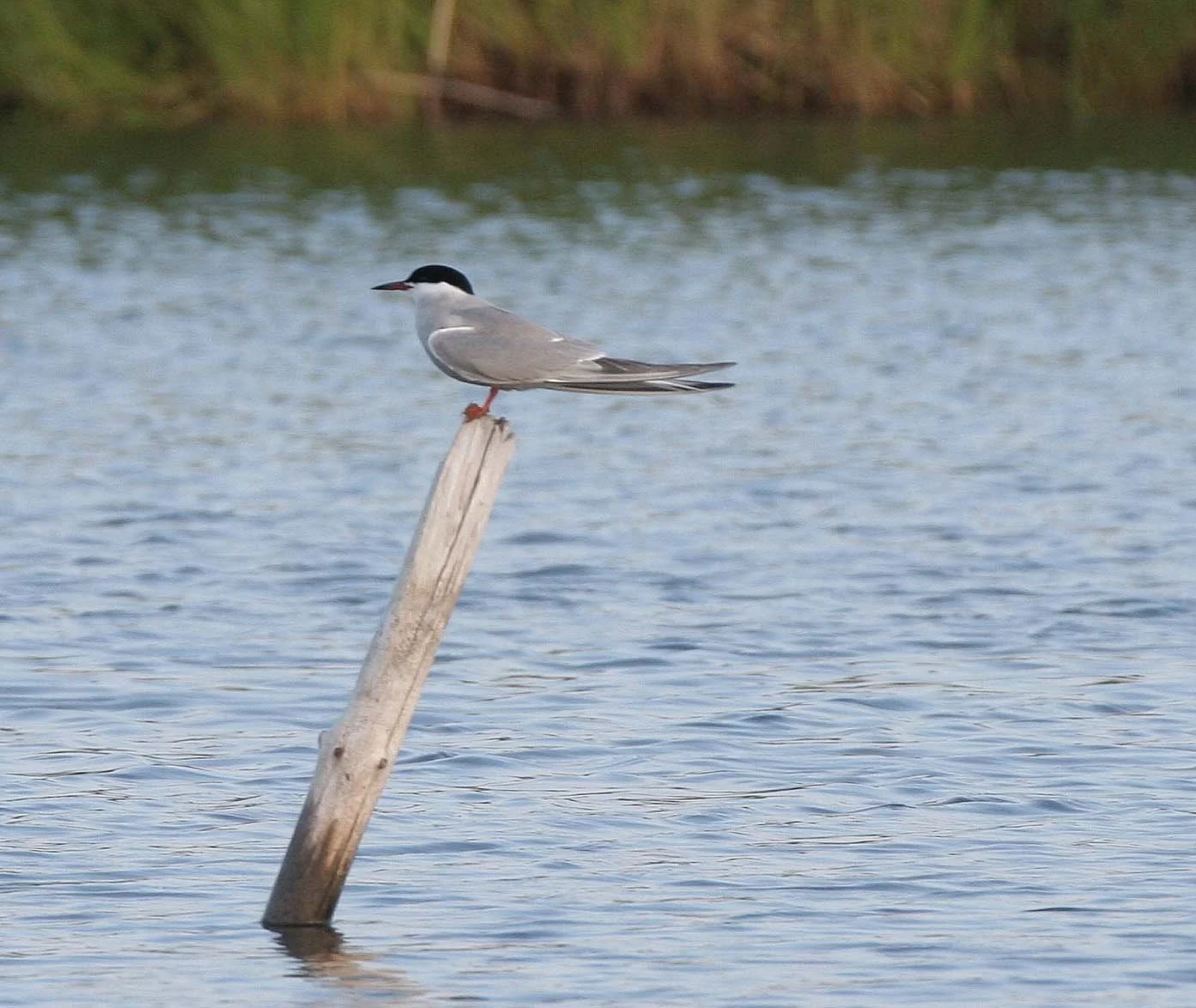 BIRD - TERN - COMMON TERN NEAR LIGHT HOUSE ON SELENGA DELTA (2).jpg
