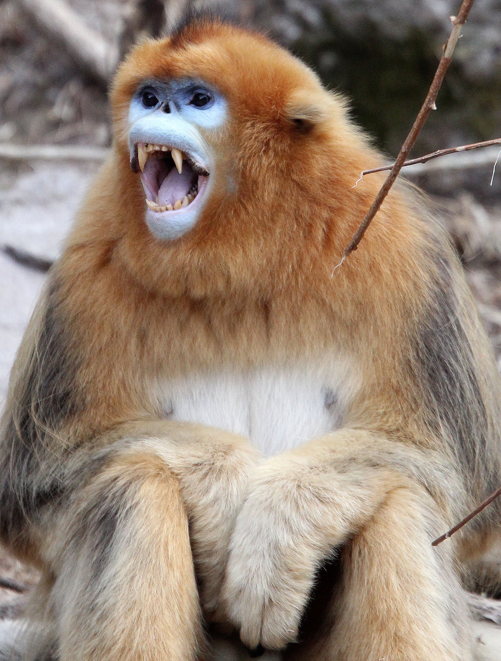 CERCOPITHECIDAE - Rhinopithecus roxellana qinlingensis - QINLING GOLDEN SNUB-NOSED MONKEY - FOPING NATURE RESERVE, SHAANXI CHINA (68).JPG