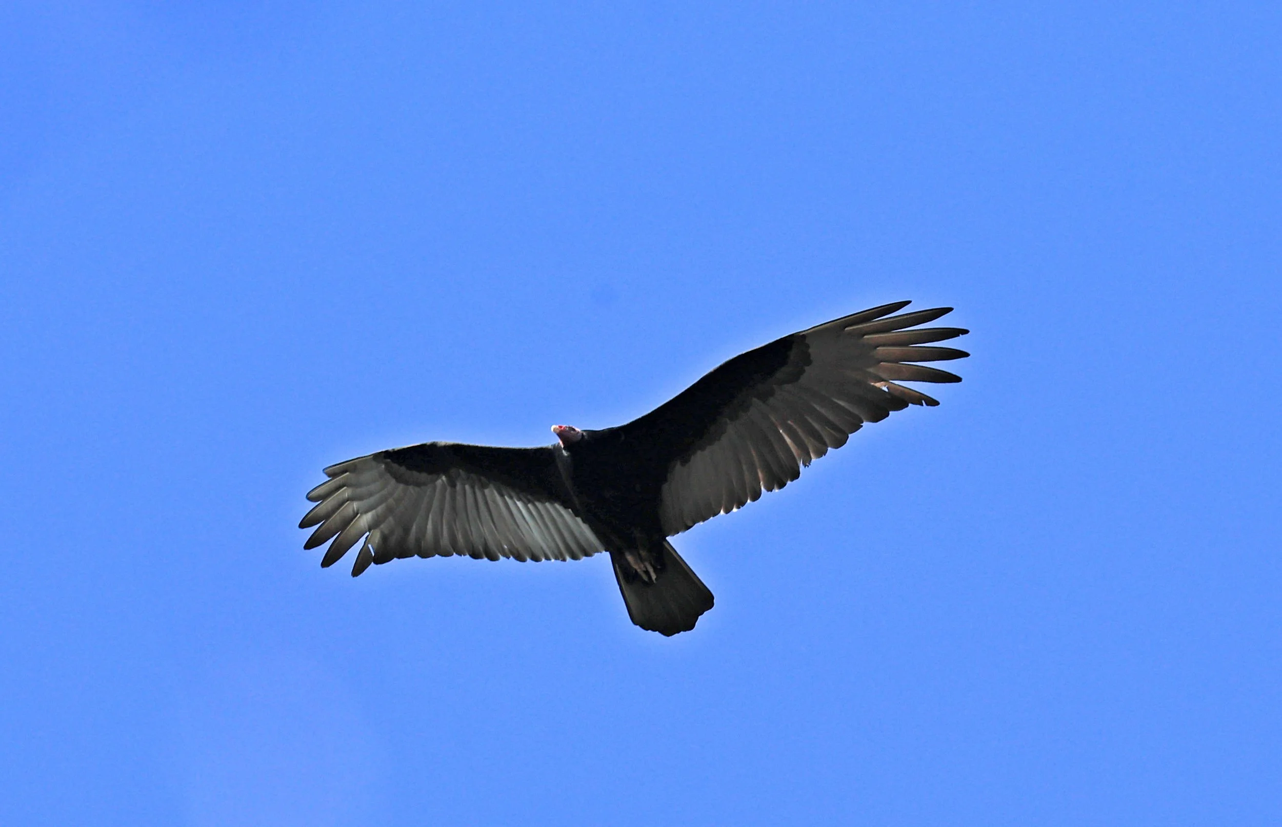 Turkey Vulture (Cathartes aura) Agua Dulce Paraguay (1).jpg