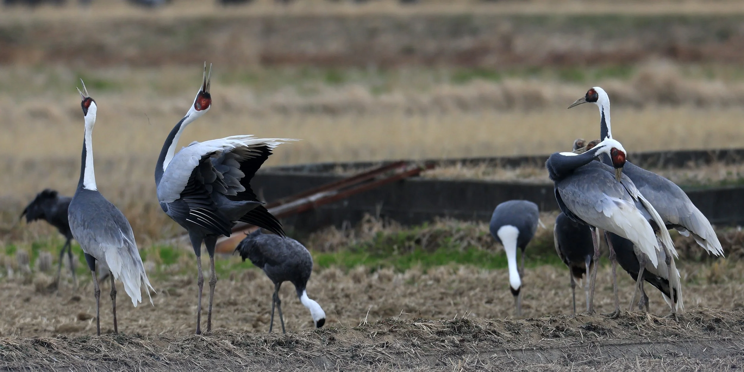 White-naped Crane (Antigone vipio) Izumi Crane Park & Center, Izumi Kagoshima Kyushu Japan (268).jpg