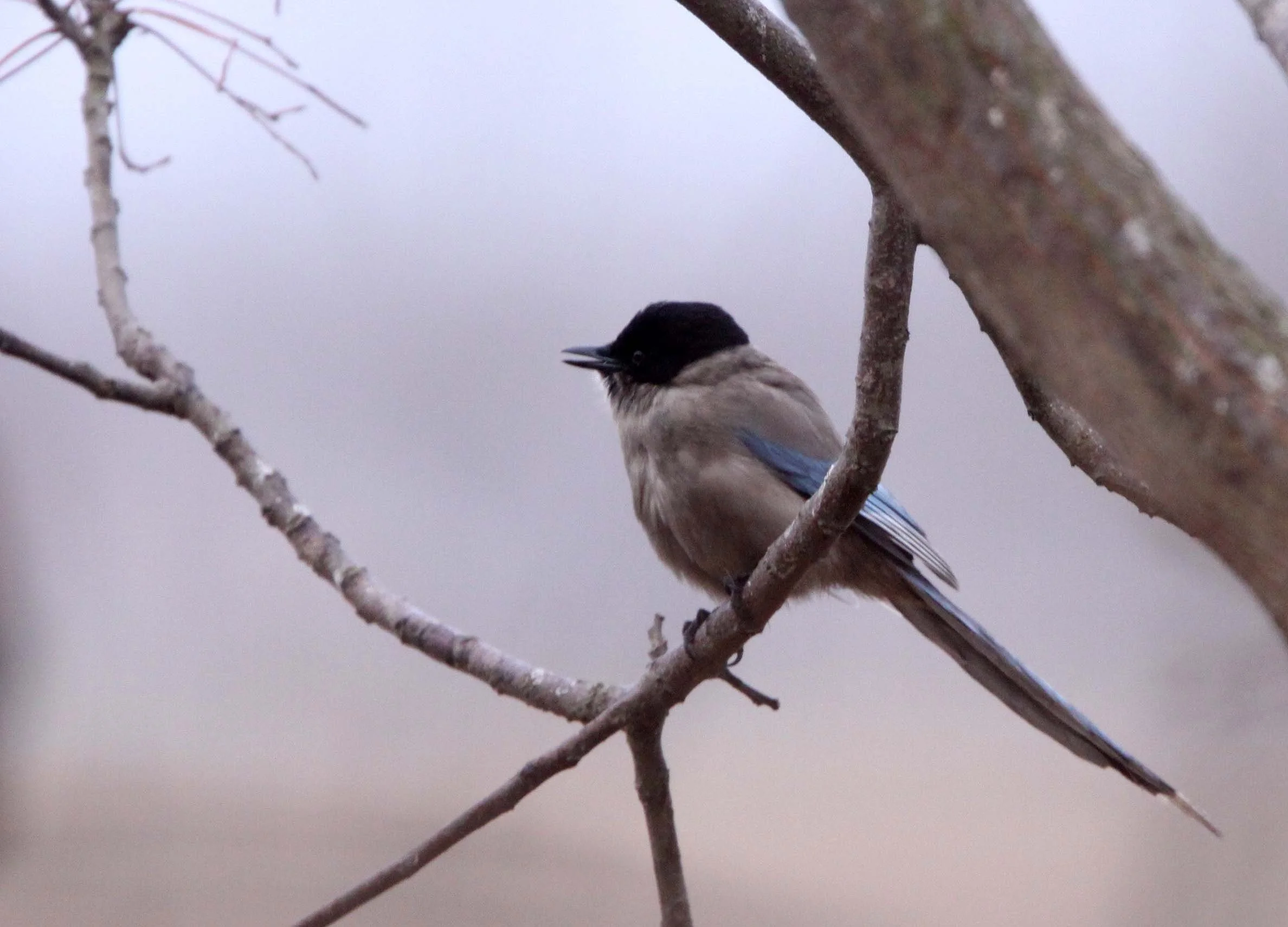 BIRD - MAGPIE - AZURE-WINGED MAGPIE- YANCHENG CHINA (3).JPG