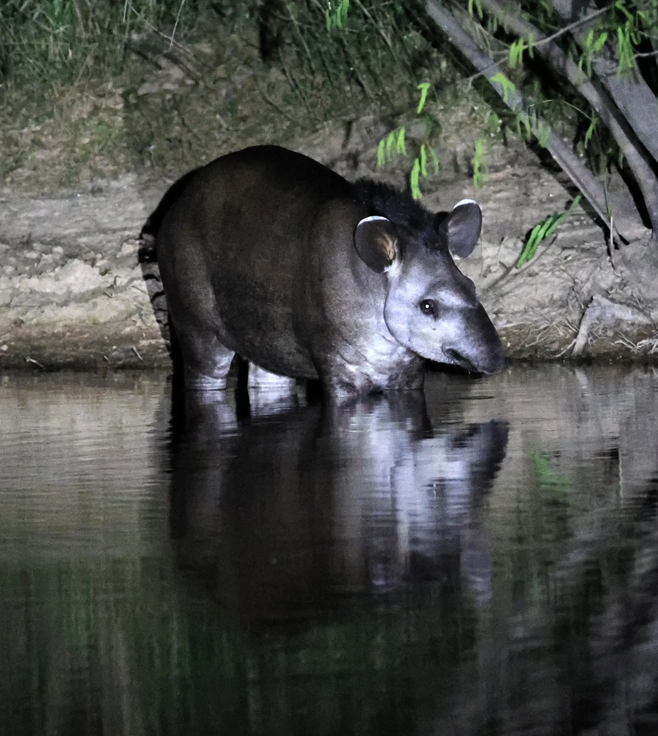 South American Tapir (Tapirus terrestris) Hotel Campestre Iparoma Paraguay  (41).jpg