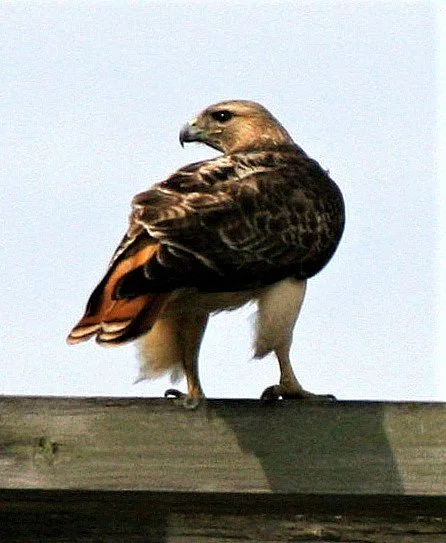Buteo jamaicensis - RED-TAILED HAWK - WHEATON ILLINOIS aa.jpg