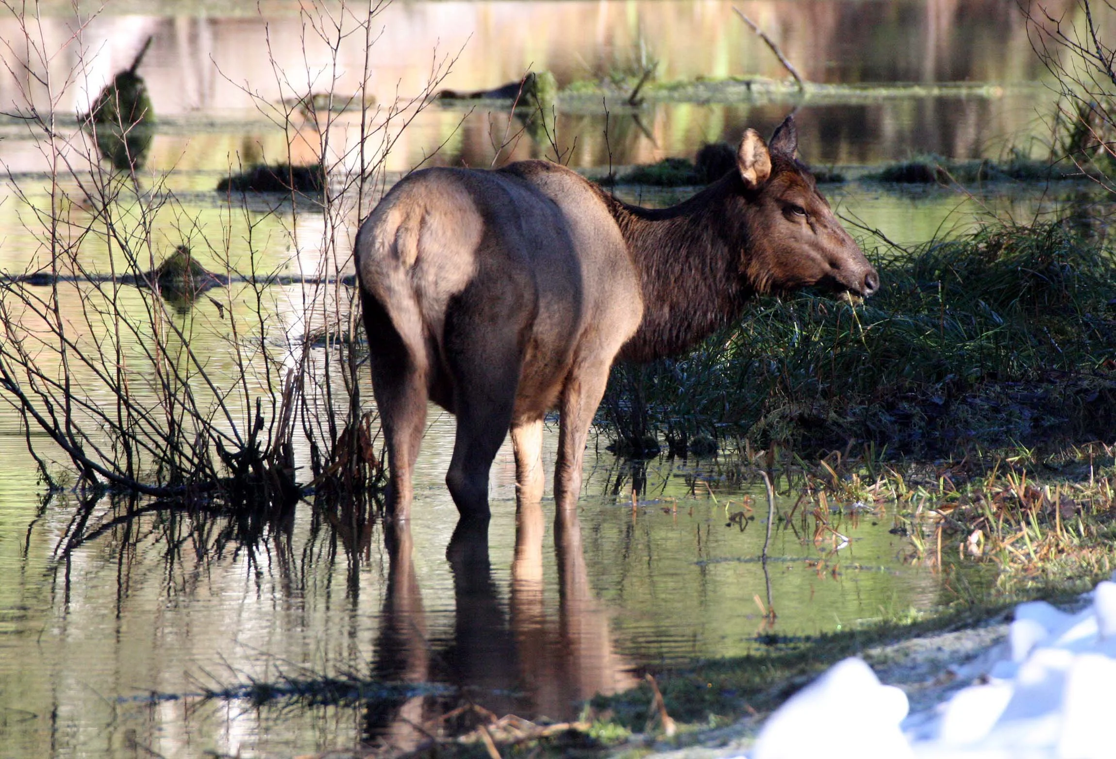 CERVID - ELK- ROOSEVELT ELK - HOH RAINFOREST WA (16).JPG