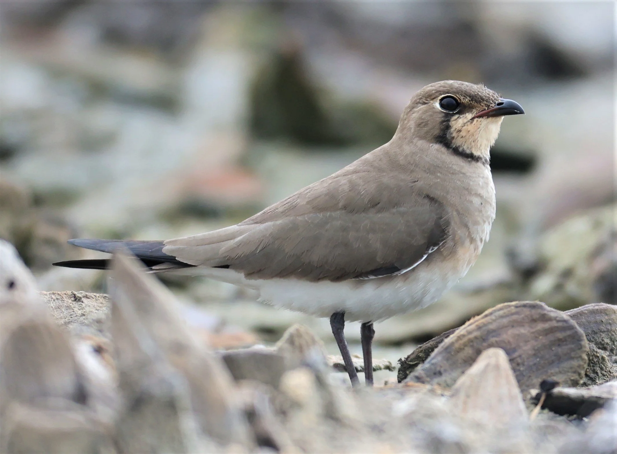 PRATINCOLE - ORIENTAL PRATINCOLE - Glareola maldivarum - BANG KHAEM NAKHON PATHOM PROVINCE 22 OCT 2021 (7).jpg