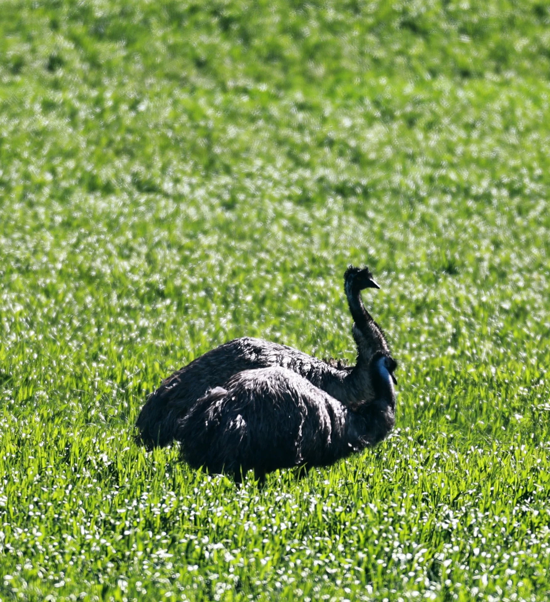 Emu (Dromaius novaehollandiae) Stirling Range NP - Western Australia (23).jpg