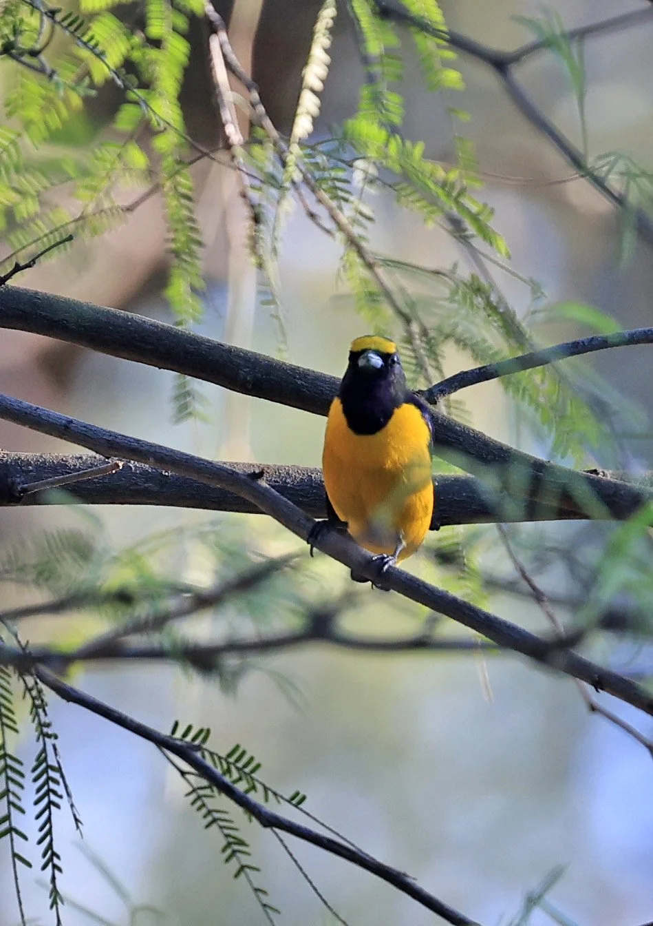 Purple-throated Euphonia (Euphonia chlorotica) Estancia Campo'i Paraguay (12).jpg