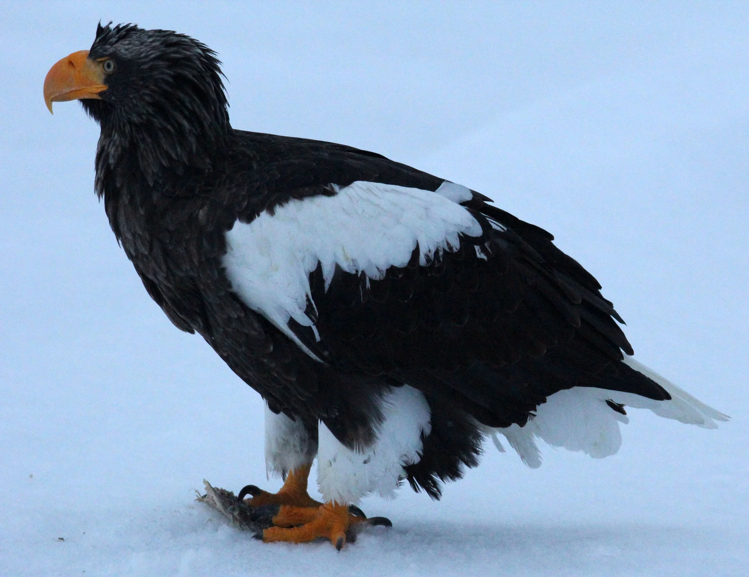 BIRD - EAGLE - STELLER'S SEA EAGLE - RAUSU, SHIRETOKO PENINSULA, HOKKAIDO JAPAN (55).JPG