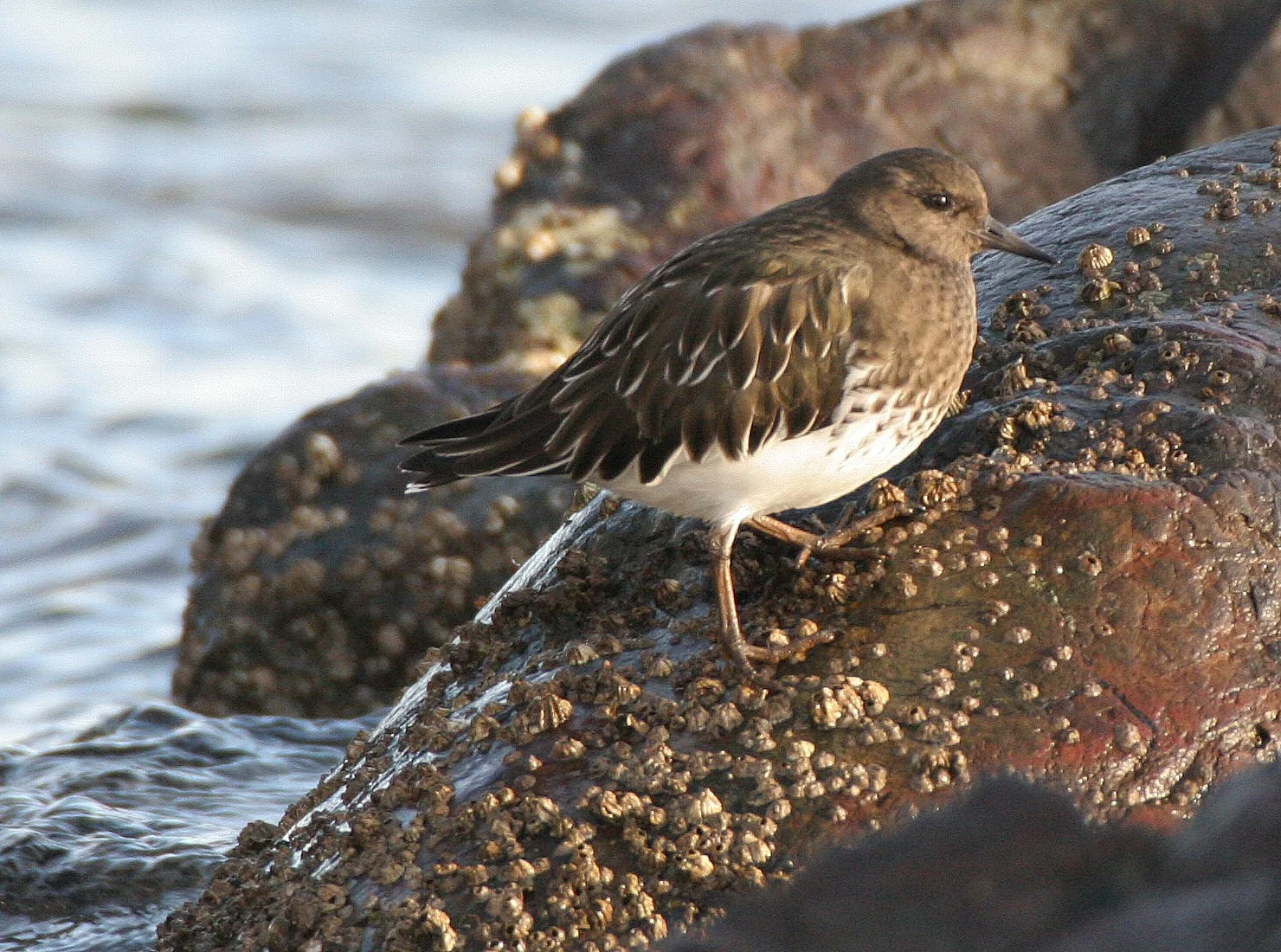 BIRD - TURNSTONE - BLACK TURNSTONE - PA HARBOR (38).jpg
