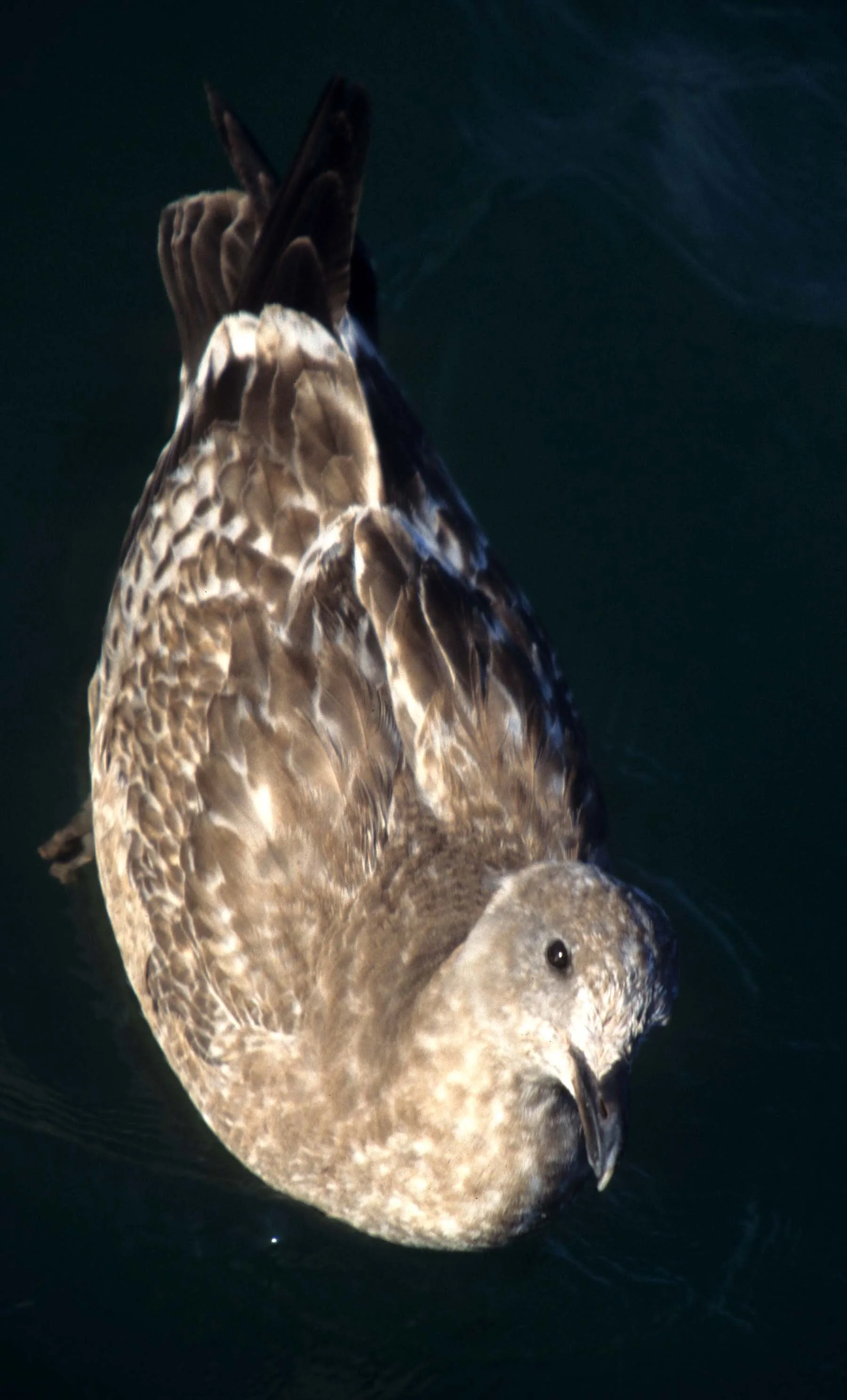 BIRD - GULL - WESTERN IMMATURE - POINT REYES AREA.jpg