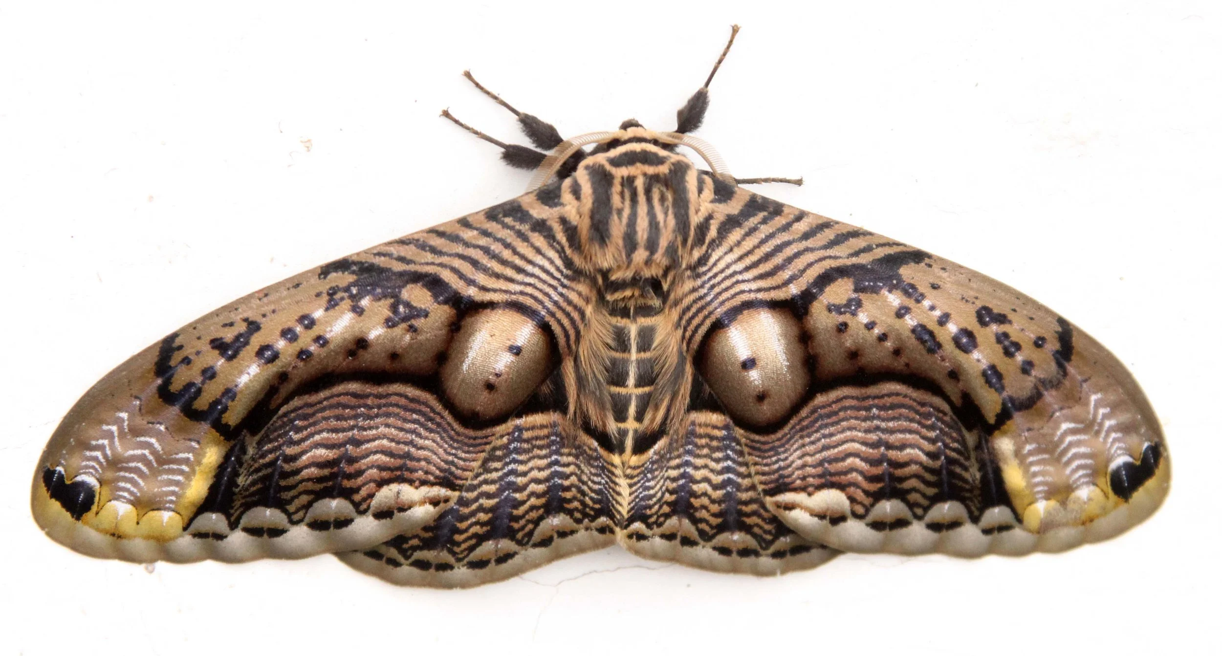 Brahmaeidae - Brahmaea wallichi - Wawu Mountain, Sichuan China