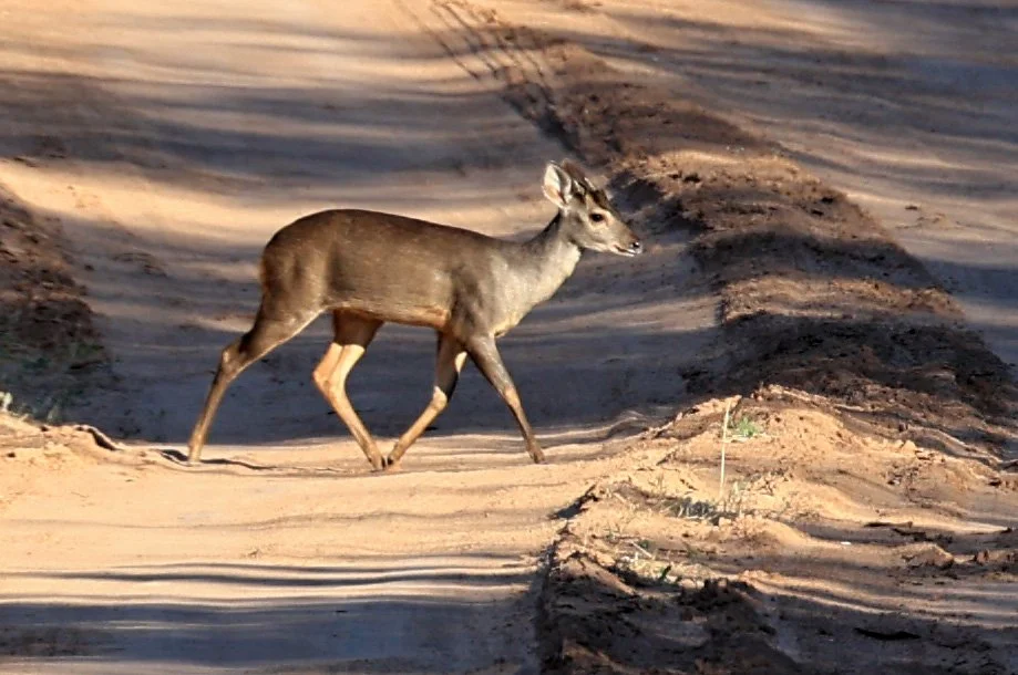 Southern Brown Brocket (Subulo gouazoubira)
