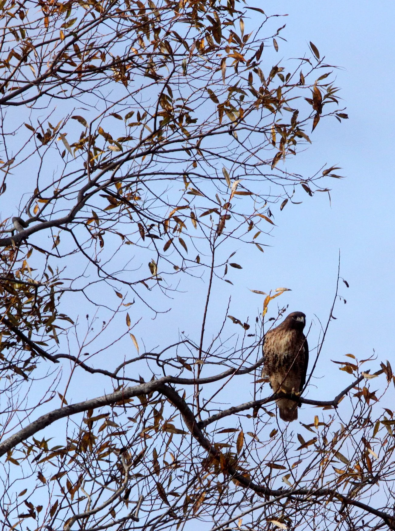Buteo jamaicensis - RED-TAILED HAWK - JAMESTOWN WA (44).JPG