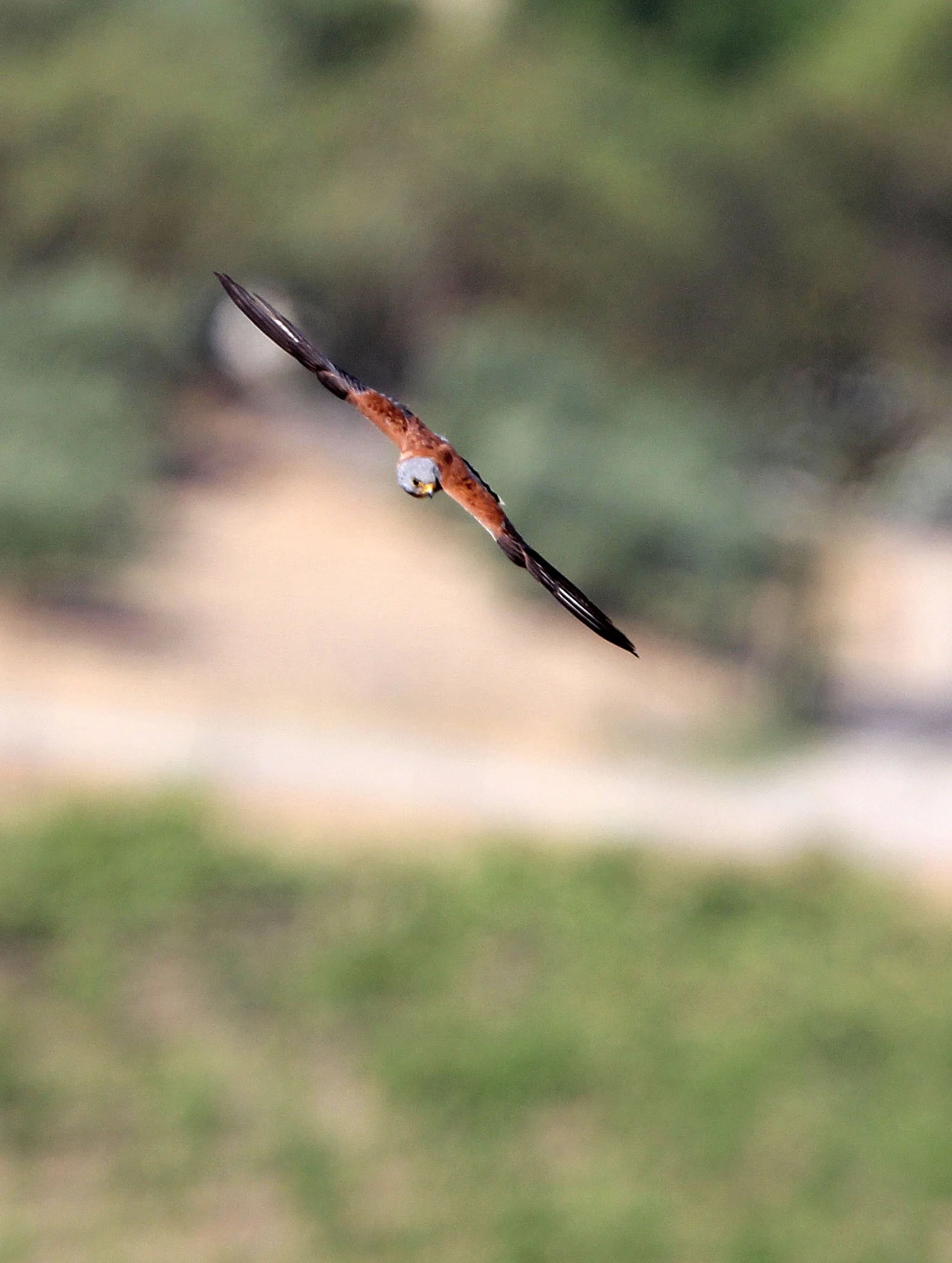 BIRD - KESTREL - RONDA CANYON SPAIN (5).JPG