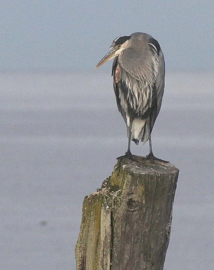 BIRD - HERON - GREAT BLUE - THREE CRABS.jpg