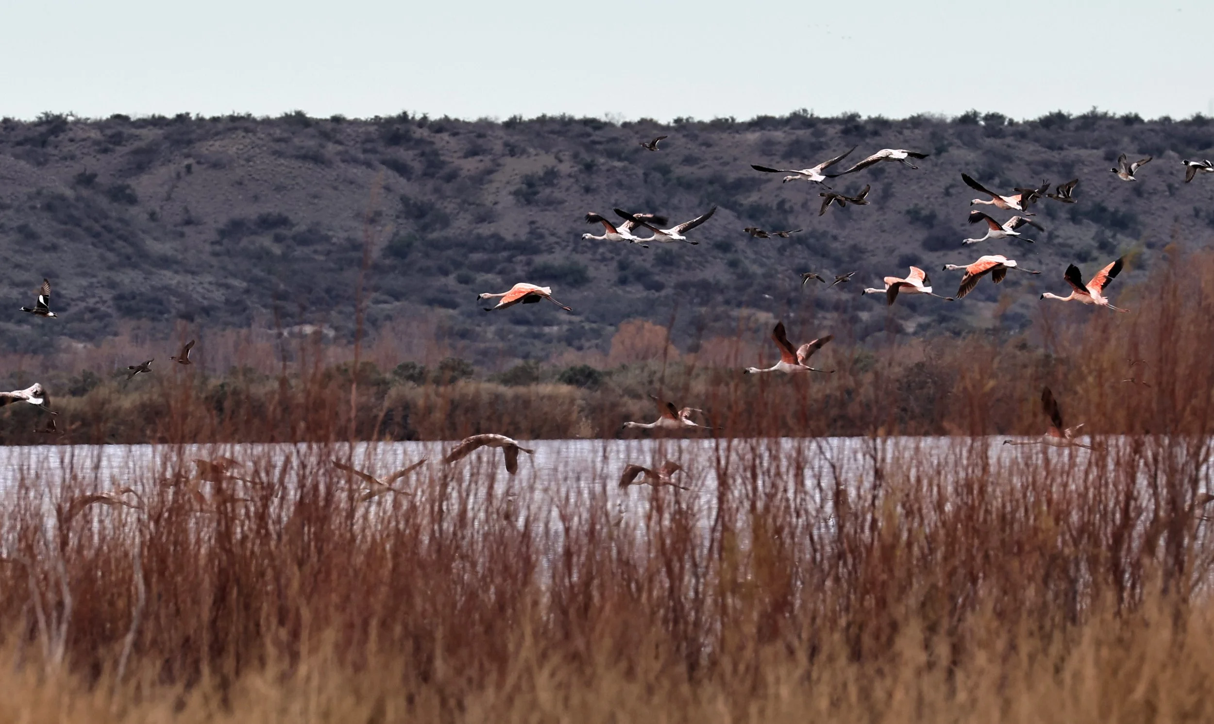 Chilean Flamingo (Phoenicopterus chilensis) Lagunas del Ornitólogo, Trelew Argentina (68).jpg