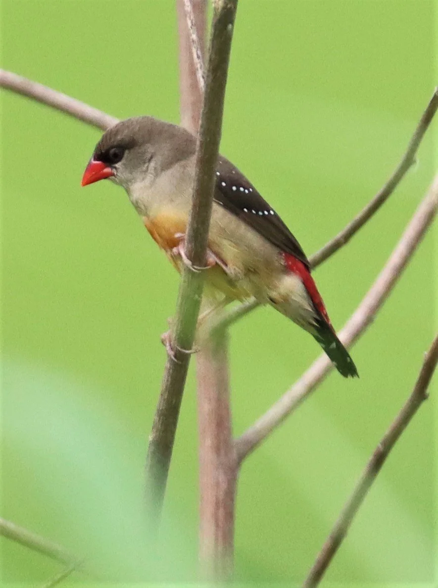 RED AVADAVAT - Amandava amandava - LAT KRABANG WETLANDS THAP YAO (44).jpg