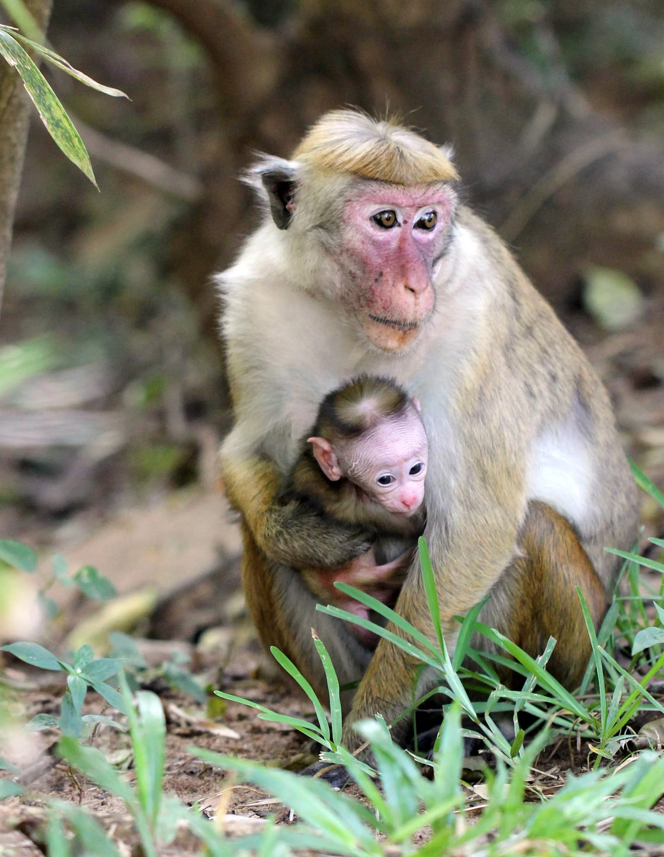 CERCOPITHECIDAE - Macaca sinica sinica - DRY ZONE TOQUE MACAQUE - SIRIGIYA FOREST AND FORTRESS AREA SRI LANKA - PHOTO BY SOM SMITH (3).JPG