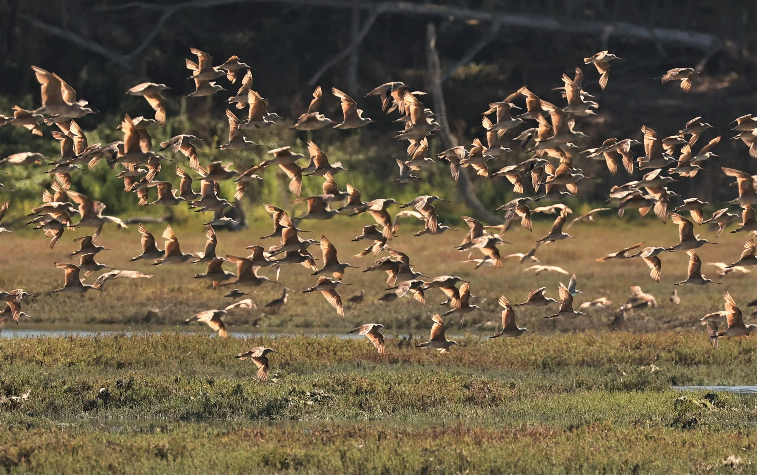 Limosa fedoa - MARBLED GODWIT - ELKHORN SLOUGH MOSS LANDING CALIFORNIA AUGUST 2022  (8).jpg
