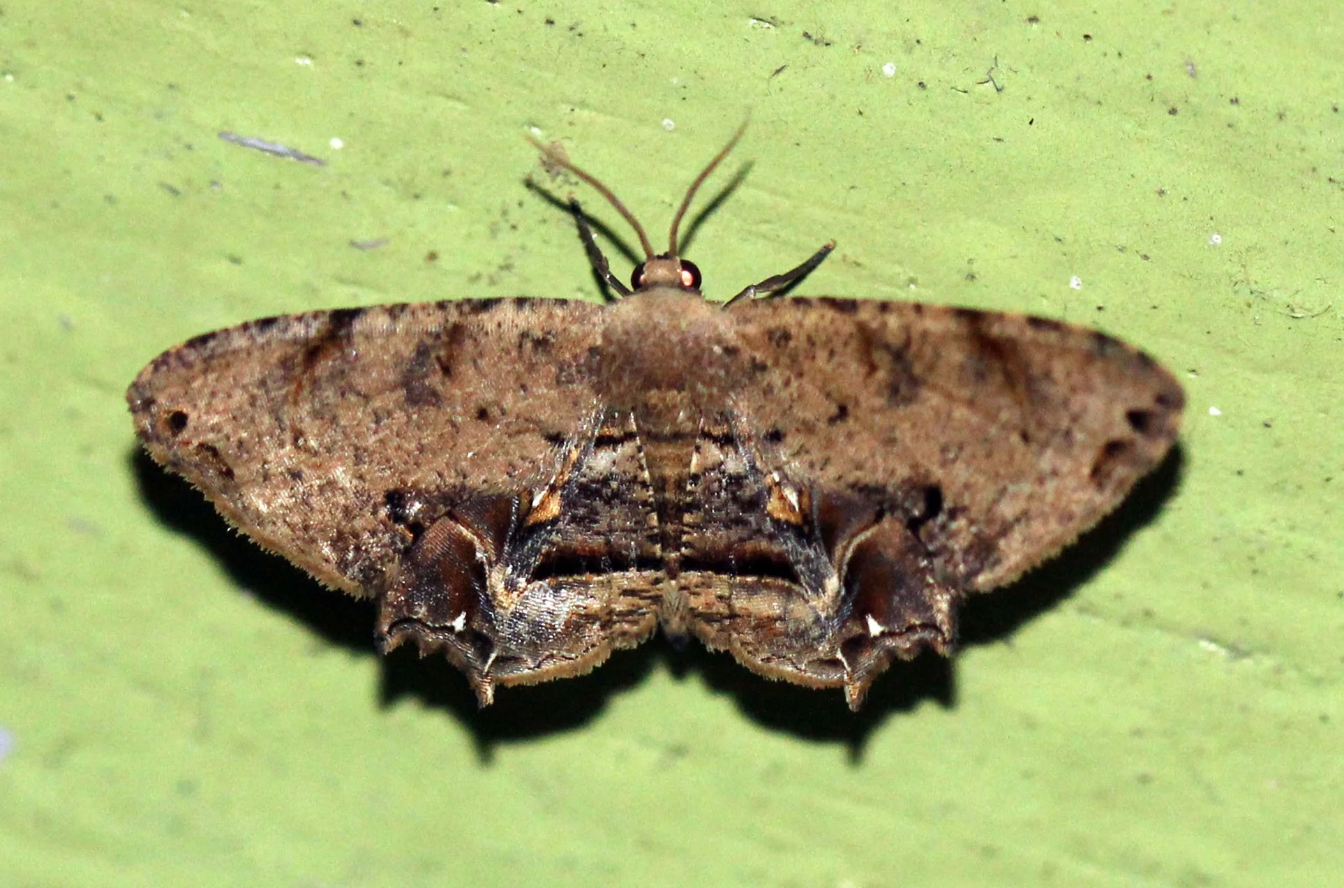 Uraniidae - Scoop-wing Moth (Dysaethria erasaria) - Huai Kha Khaeng, Thailand