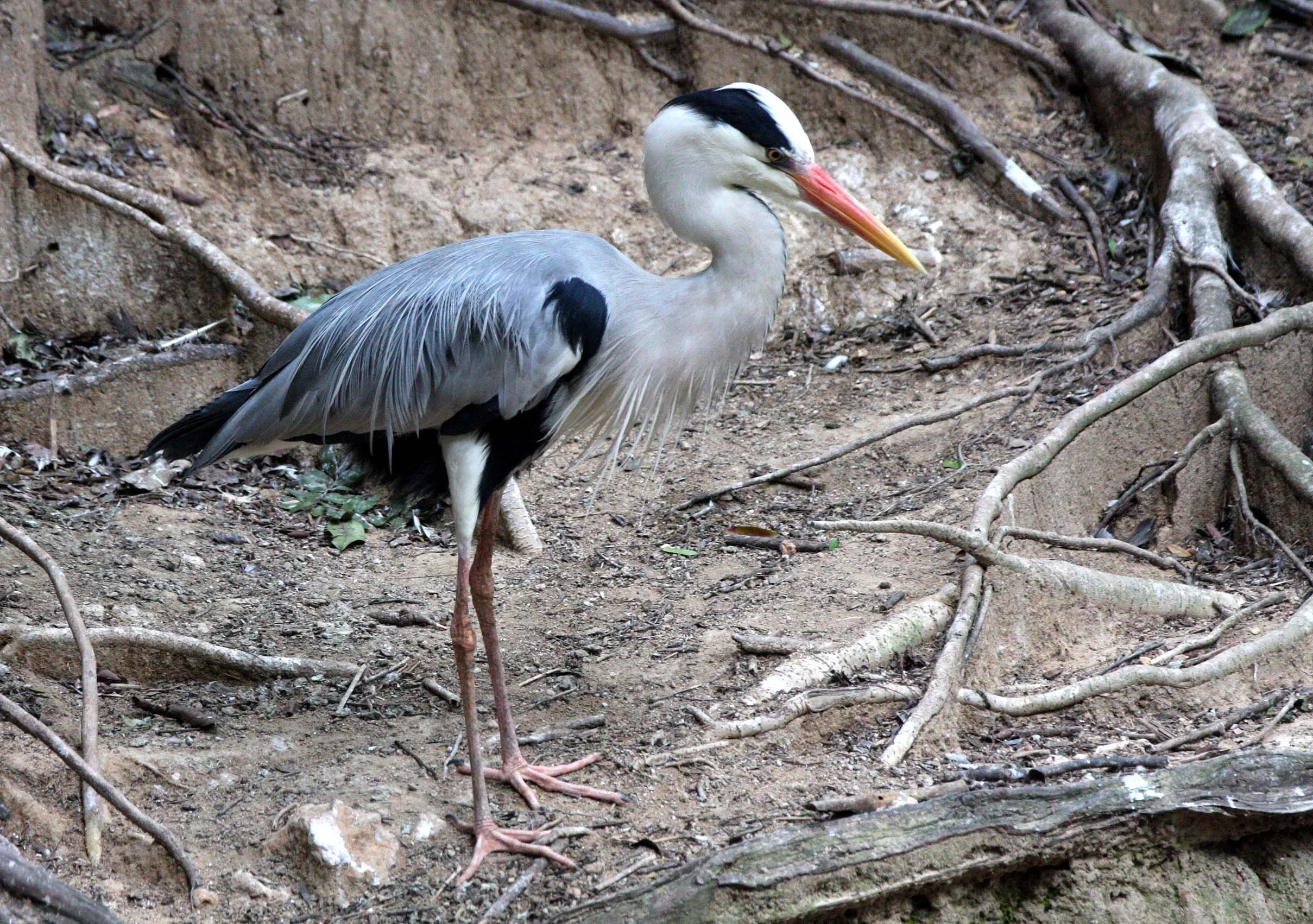 HERON - GREY HERON - Ardea cinerea - CHIANG MAI THAILAND (6).JPG