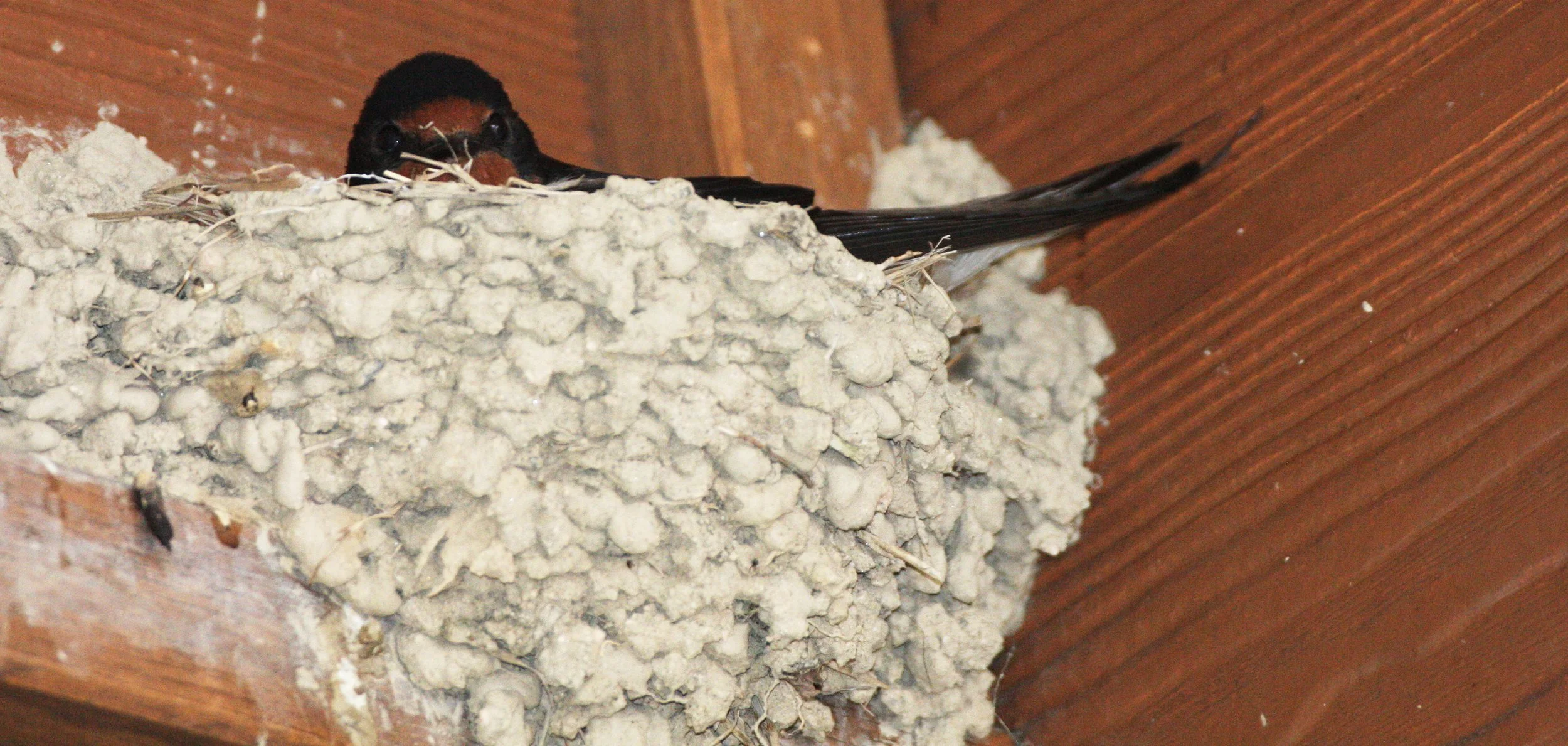 Barn Swallow (Hirundo rustica) Miyajima Japan (1).JPG