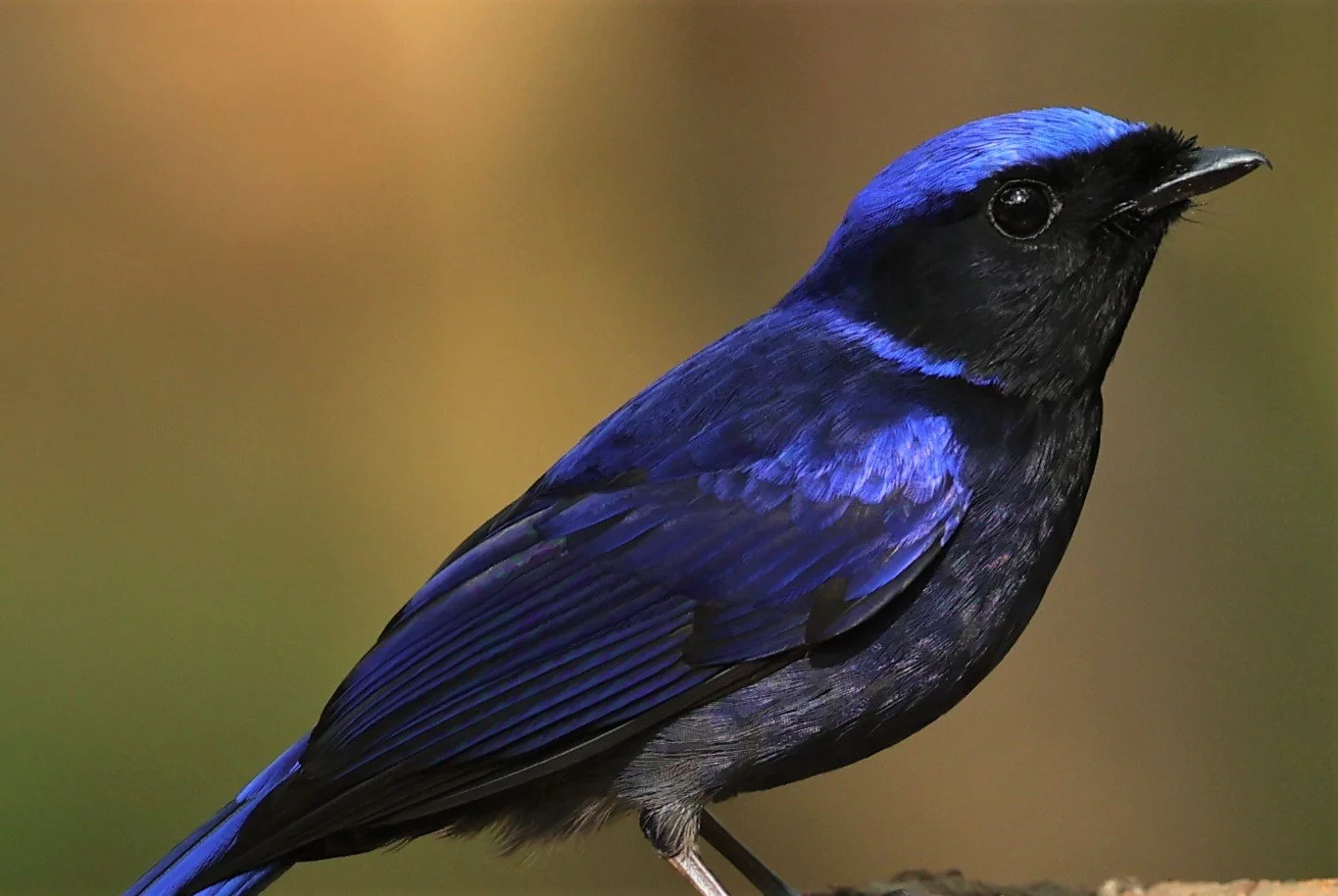 NILTAVA - LARGE NILTAVA - Niltava grandis - DOI DOI ANG KHANG CHIANG MAI FEB 2022 (8).jpg