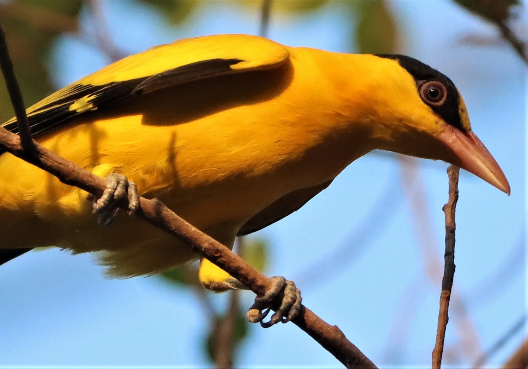 Black-napped Oriole (Oriolus chinensis) Rama 9 Park Bangkok (29).jpg