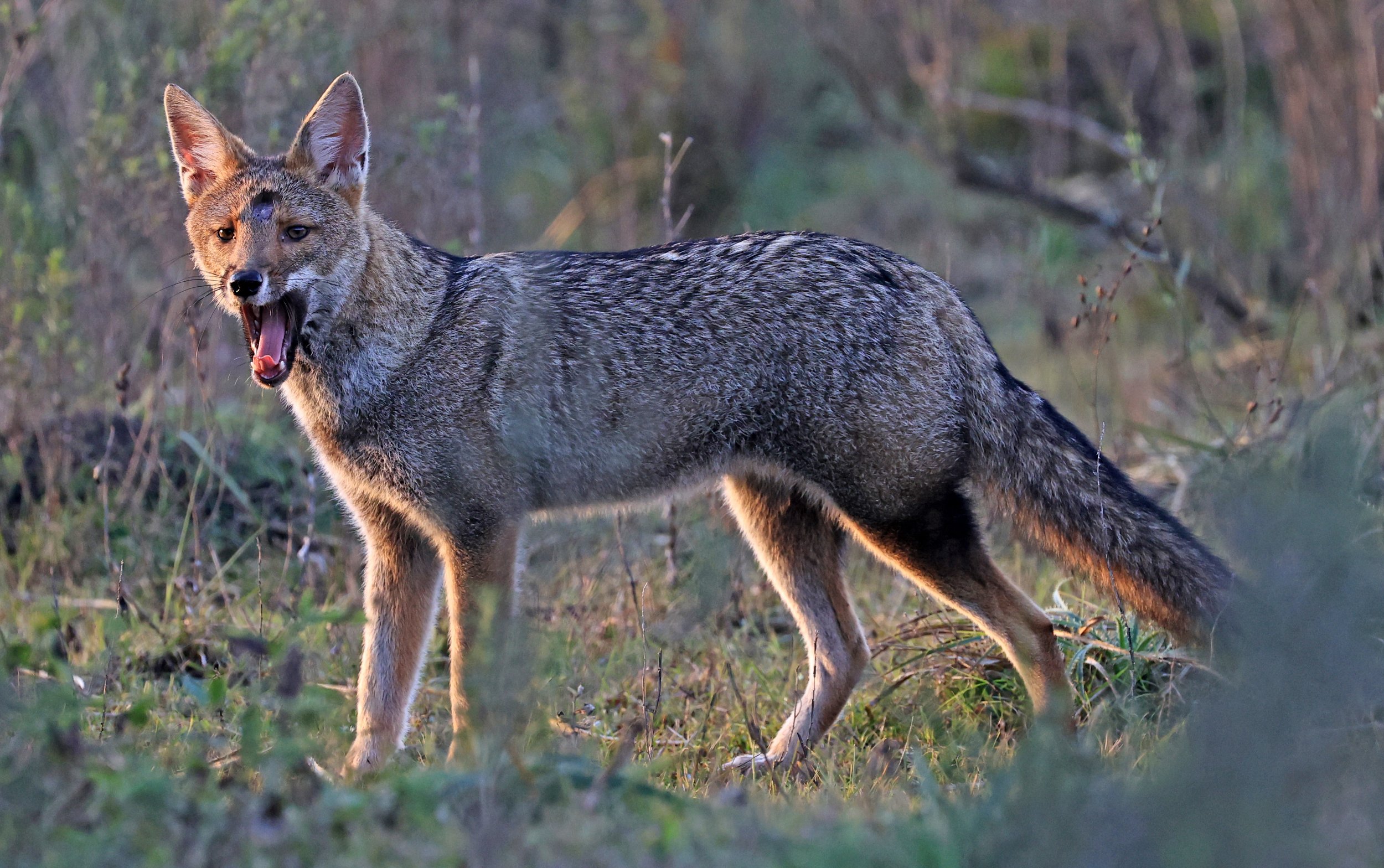 Pampas Fox (Lycalopex gymnocercus) El Palmar National Park, Entre Rios, Argentina (19).jpg