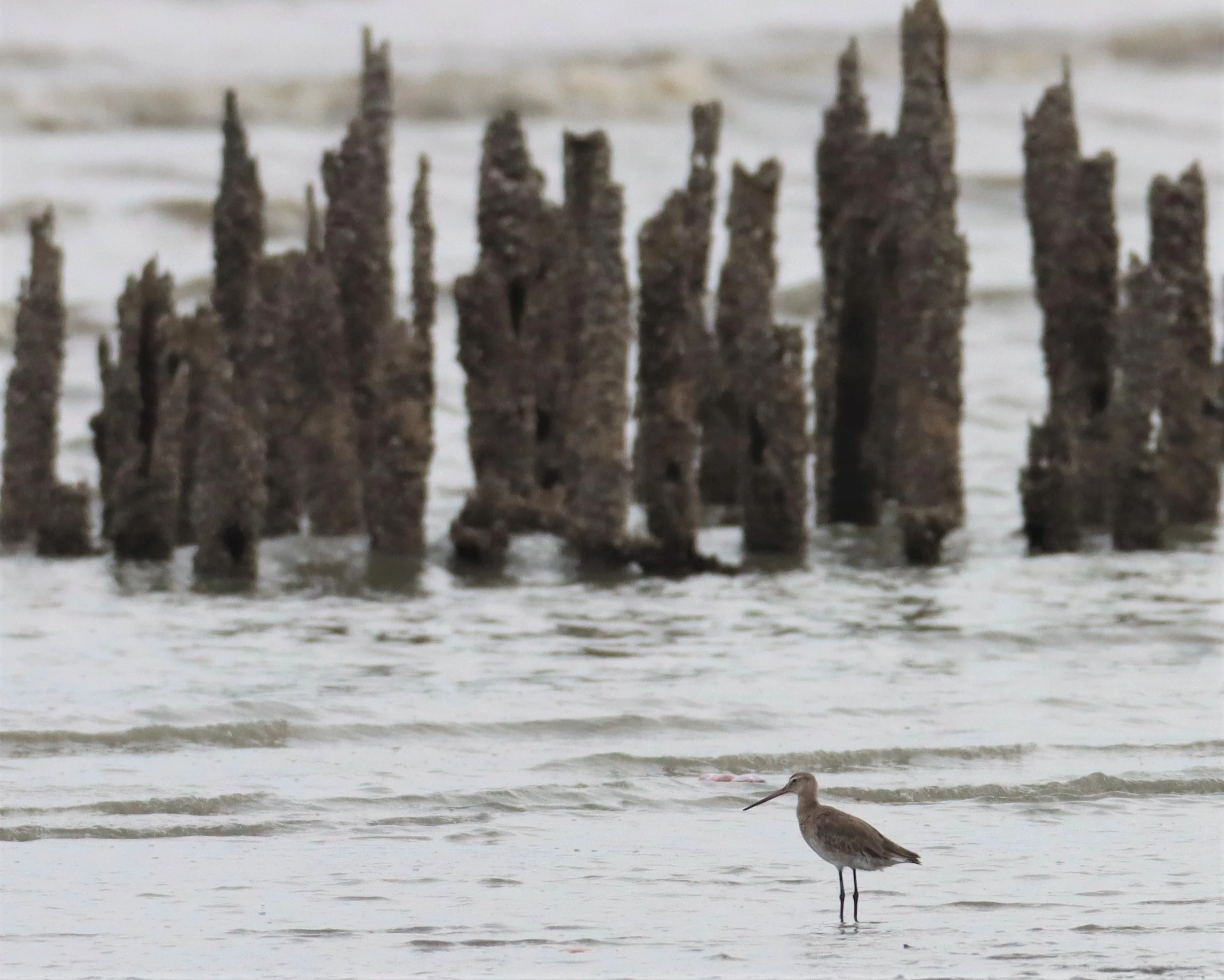 GODWIT - BLACK-TAILED GODWIT - Mangrove Forest Research Center.jpg