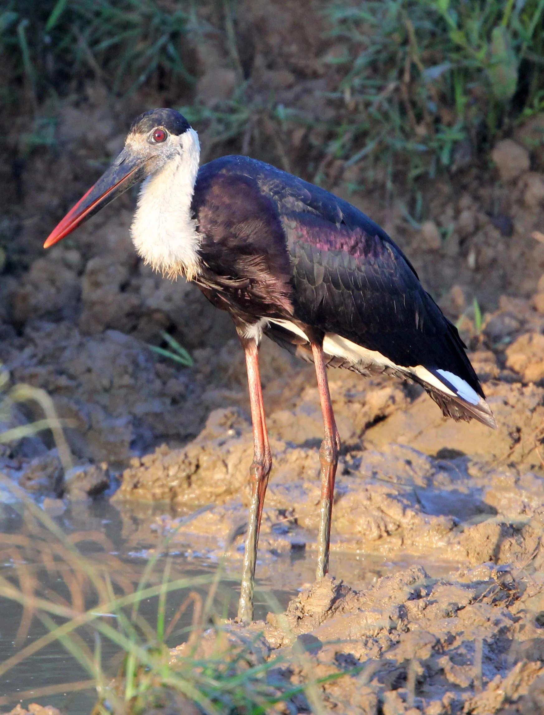 STORK - WOOLLY-NECKED STORK - Ciconia episcopus - UDAWALAWA NATIONAL PARK SRI LANKA (2).JPG