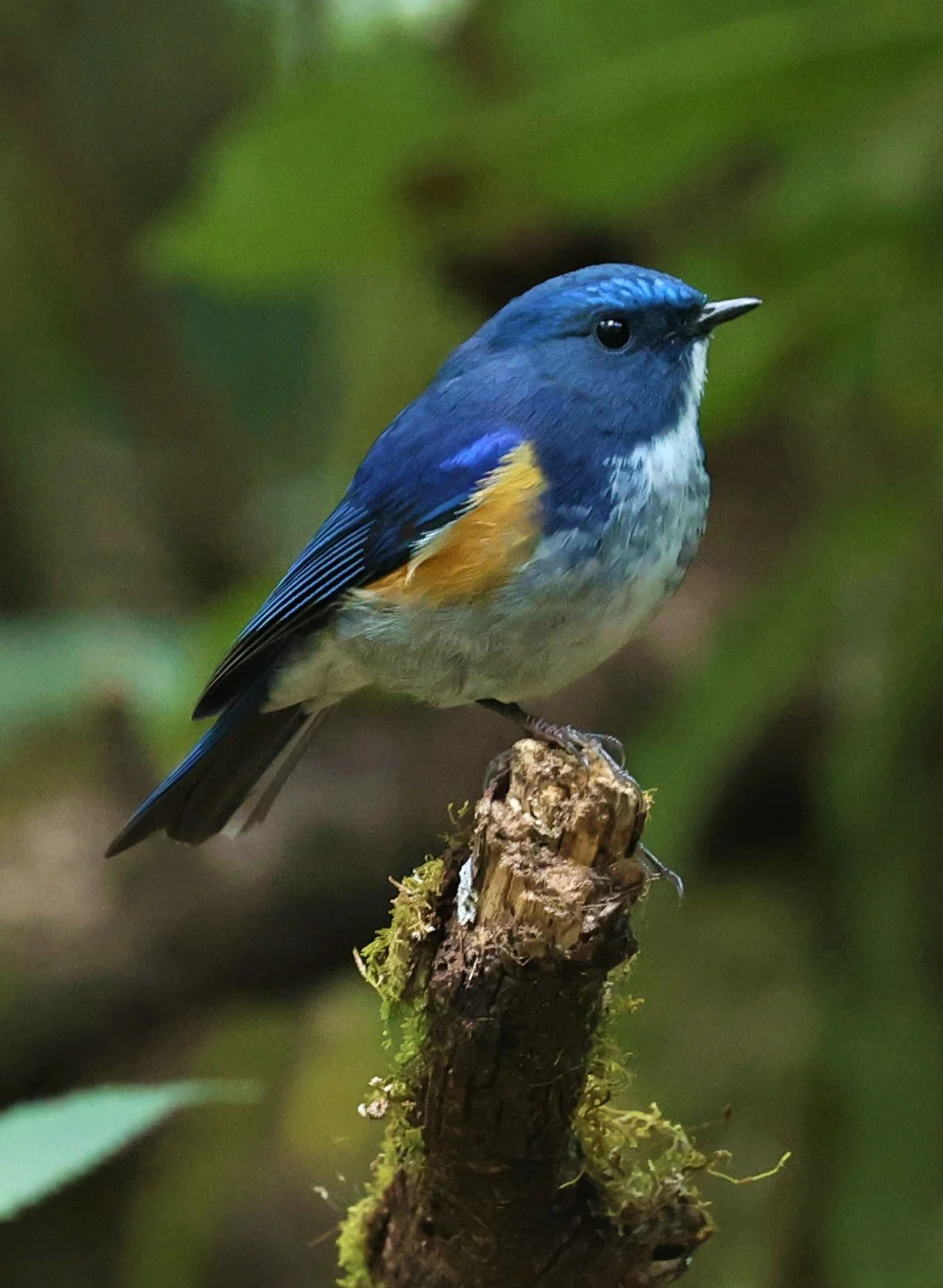 BLUETAIL - HIMALAYAN BLUETAIL - Tarsiger rufilatus - DOI PHA HOM POK NP DOI LANG EAST FEB 2022 (64).jpg