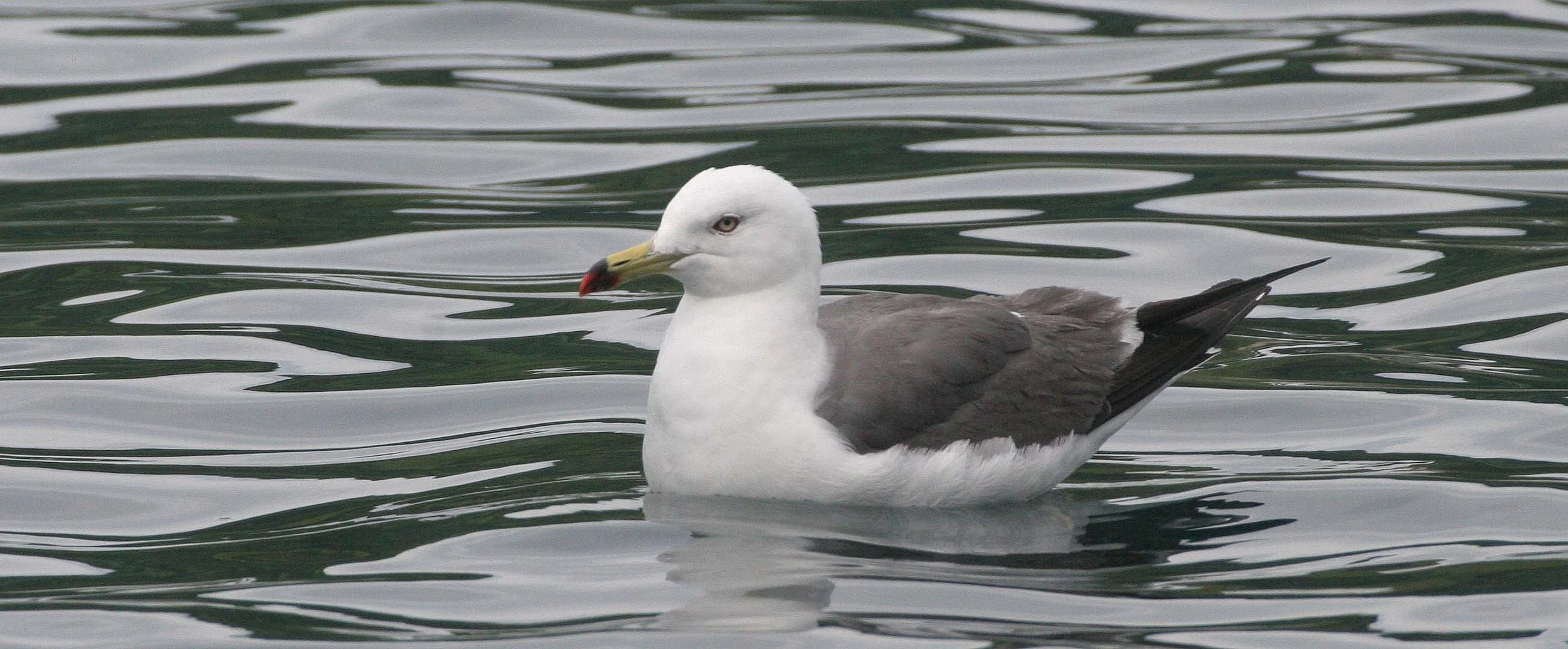 BIRD - GULL - BLACK-TAILED GULL - SOUTHERN KURILS RUSSIA .jpg