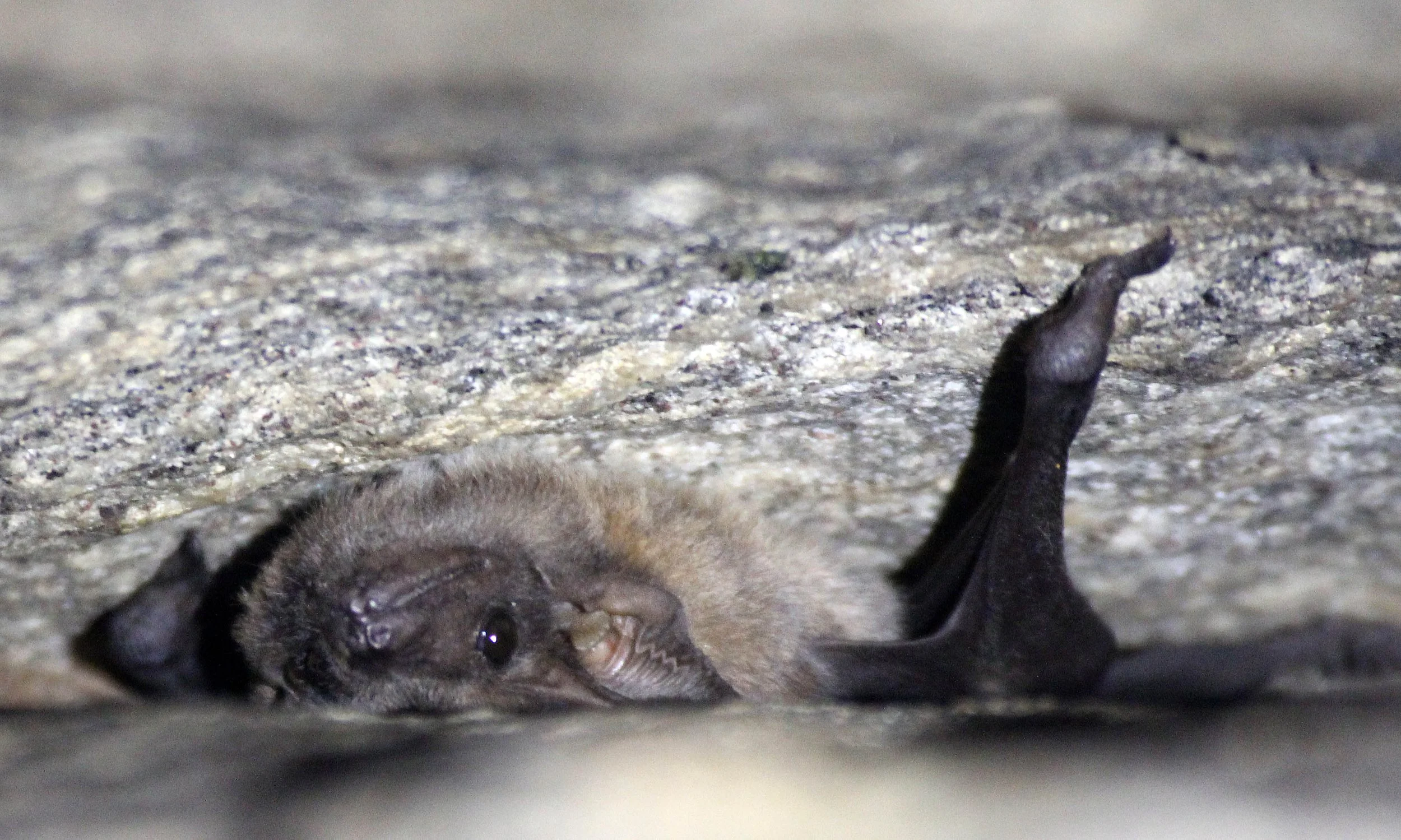 Taphozous longimanus - LONG-WINGED TOMB BAT - SIGIRIYA FOREST AREA SRI LANKA (17).JPG