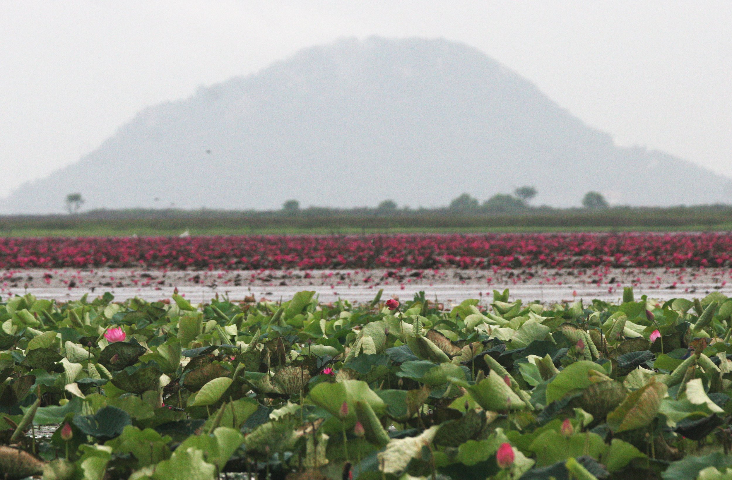 BUENG BORAPHET THAILAND - LOTUS AND LILY AREAS (2).JPG