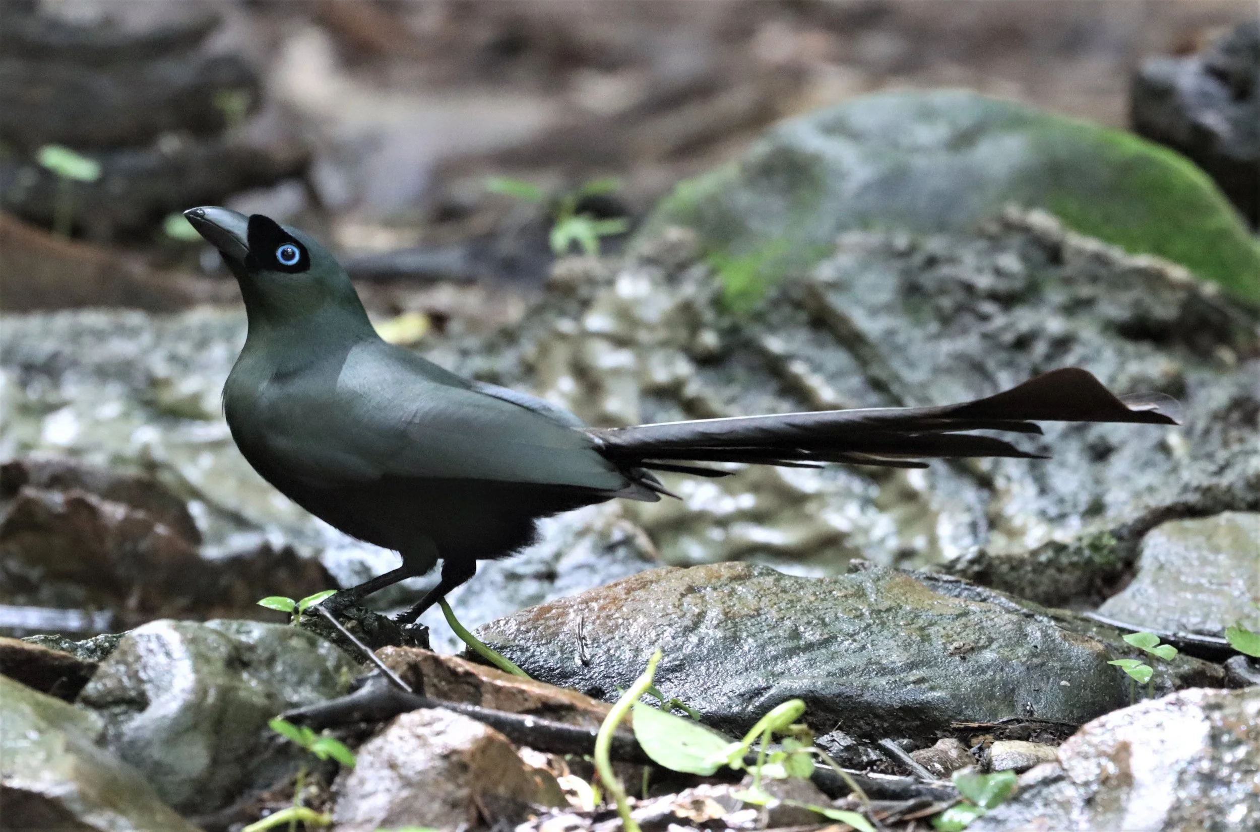 TREEPIE - RACKET-TAILED TREEPIE - LUNG SIN HIDE KAENG KRACHAN (11).jpg