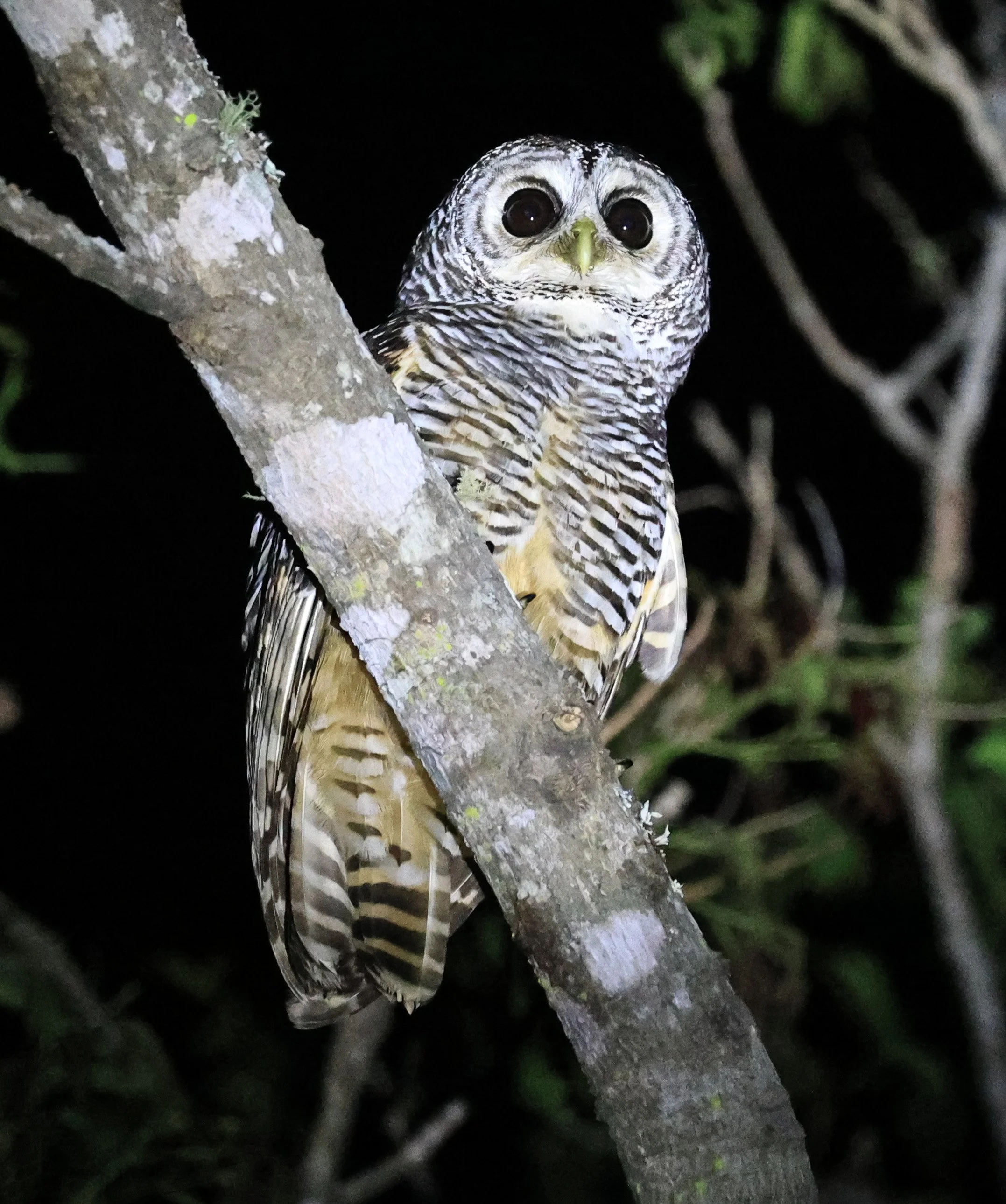Chaco Owl (Strix chacoensis) Reserva Nueland  Selva Serena (45).jpg