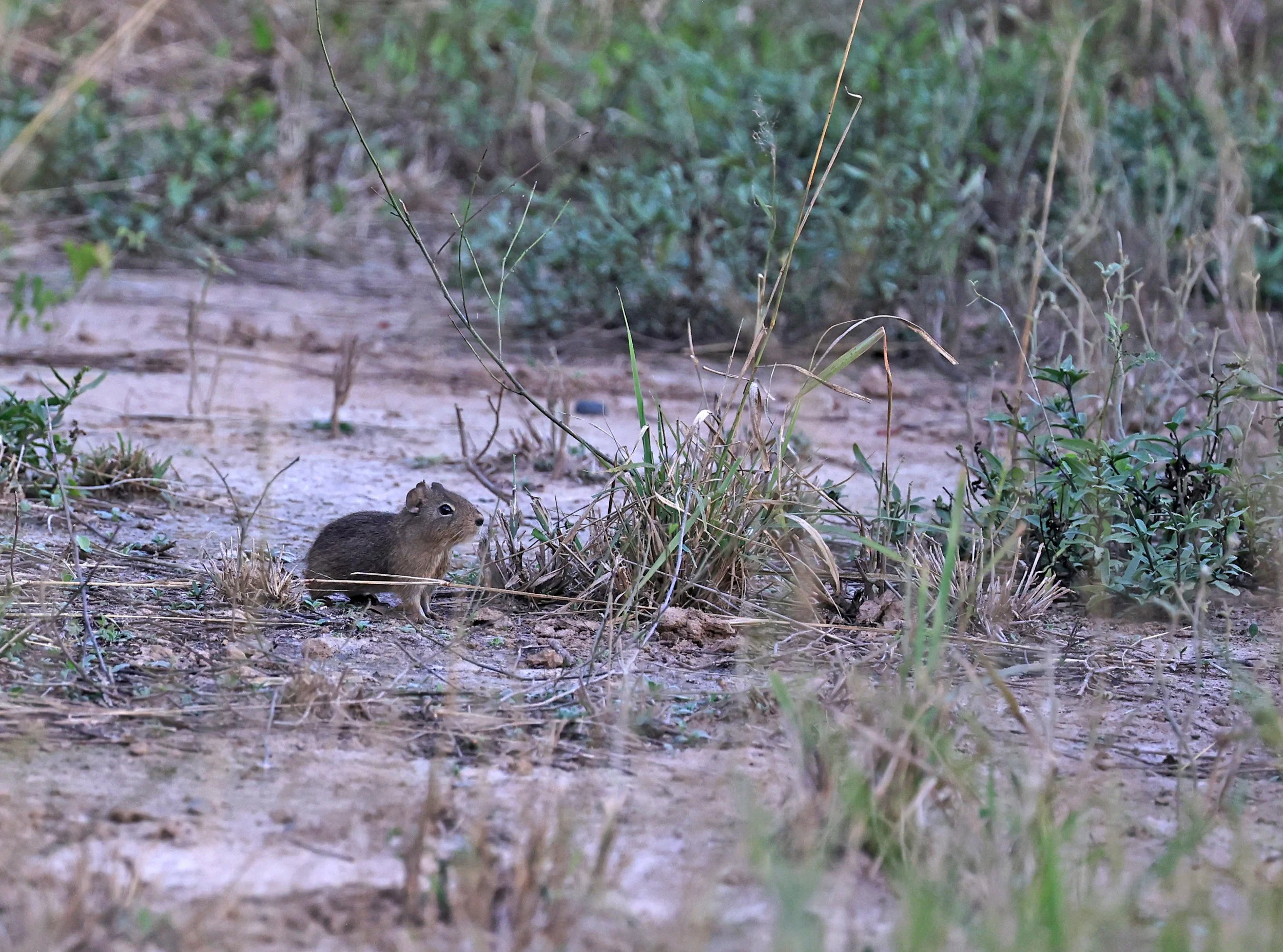 Lowland Yellow-Toothed Cavy (Galea leucoblephara) Hotel Campestre Iparoma Paraguay  (8).jpg