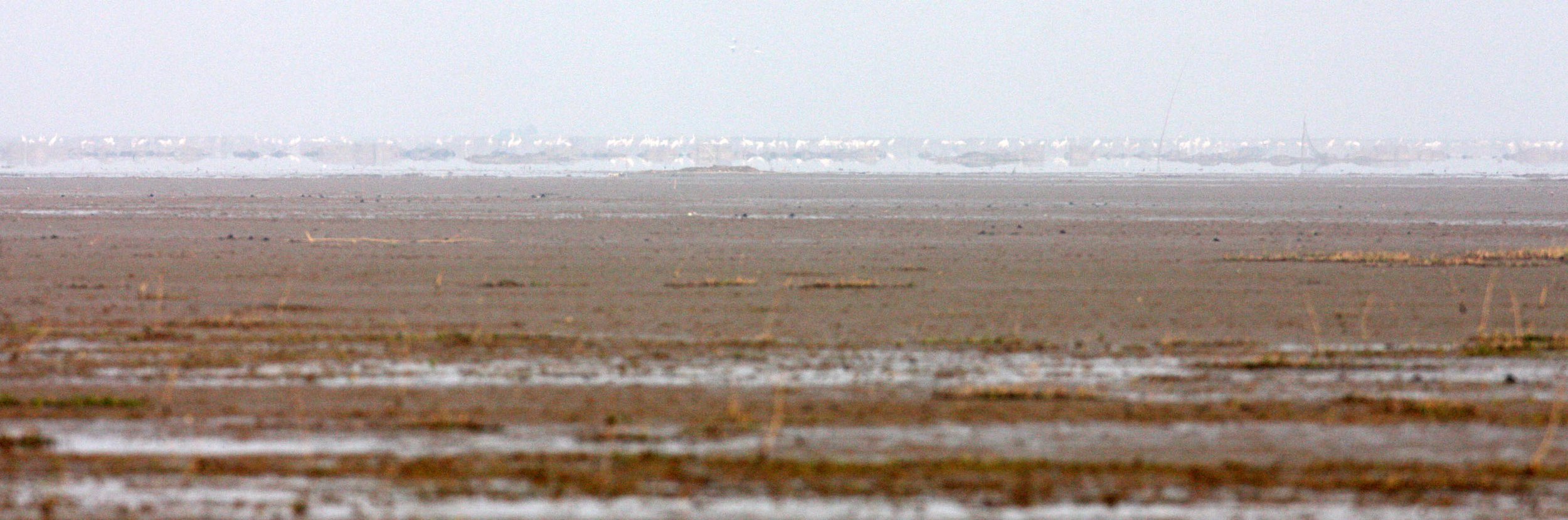 POYANG LAKE NATURE RESERVE - SIBERIAN CRANES BY THE THOUSANDS - POYANG LAKE, JIANGXI PROVINCE, CHINA (4).JPG