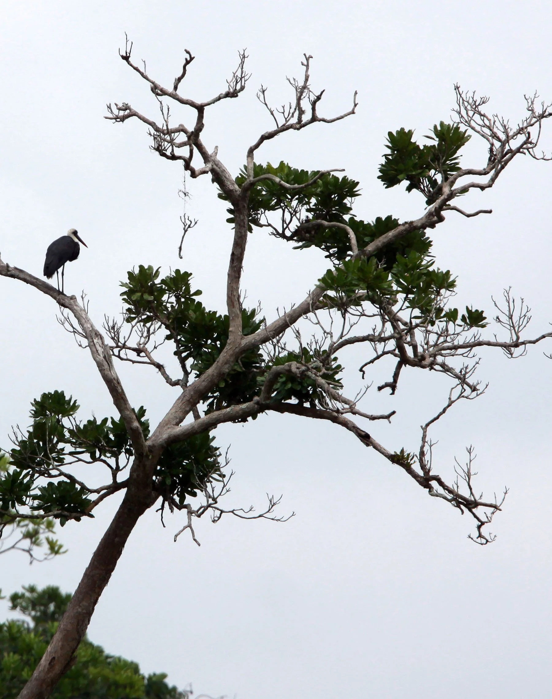 STORK - AFRICAN WOOLLY-NECKED STORK - Ciconia microscelis - DZANGHA NDOKI NATIONAL PARK - CENTRAL AFRICAN REPUBLIC (2).JPG