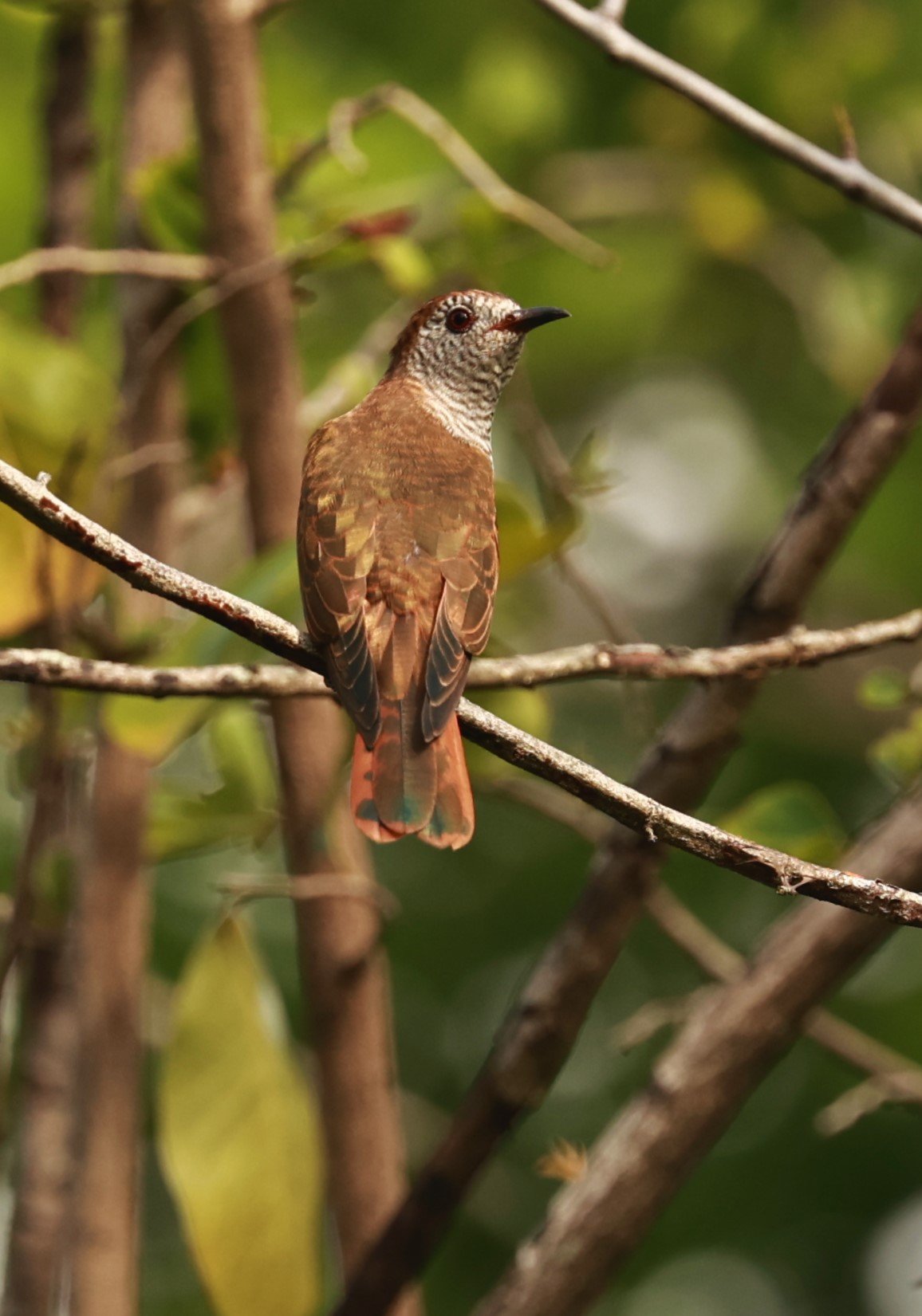 Violet Cuckoo (Chrysococcyx xanthorhynchus) Rama IX Park Bangkok (80).jpg