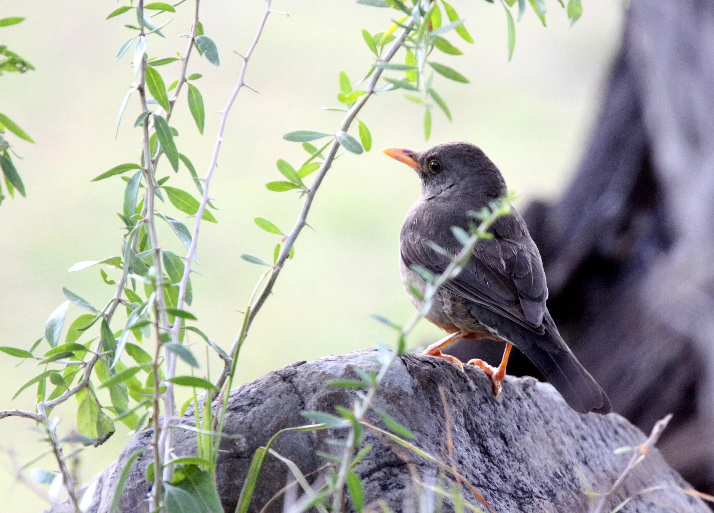 Karoo Thrush (Turdus smithi) Karoo NP South Africa (2).JPG