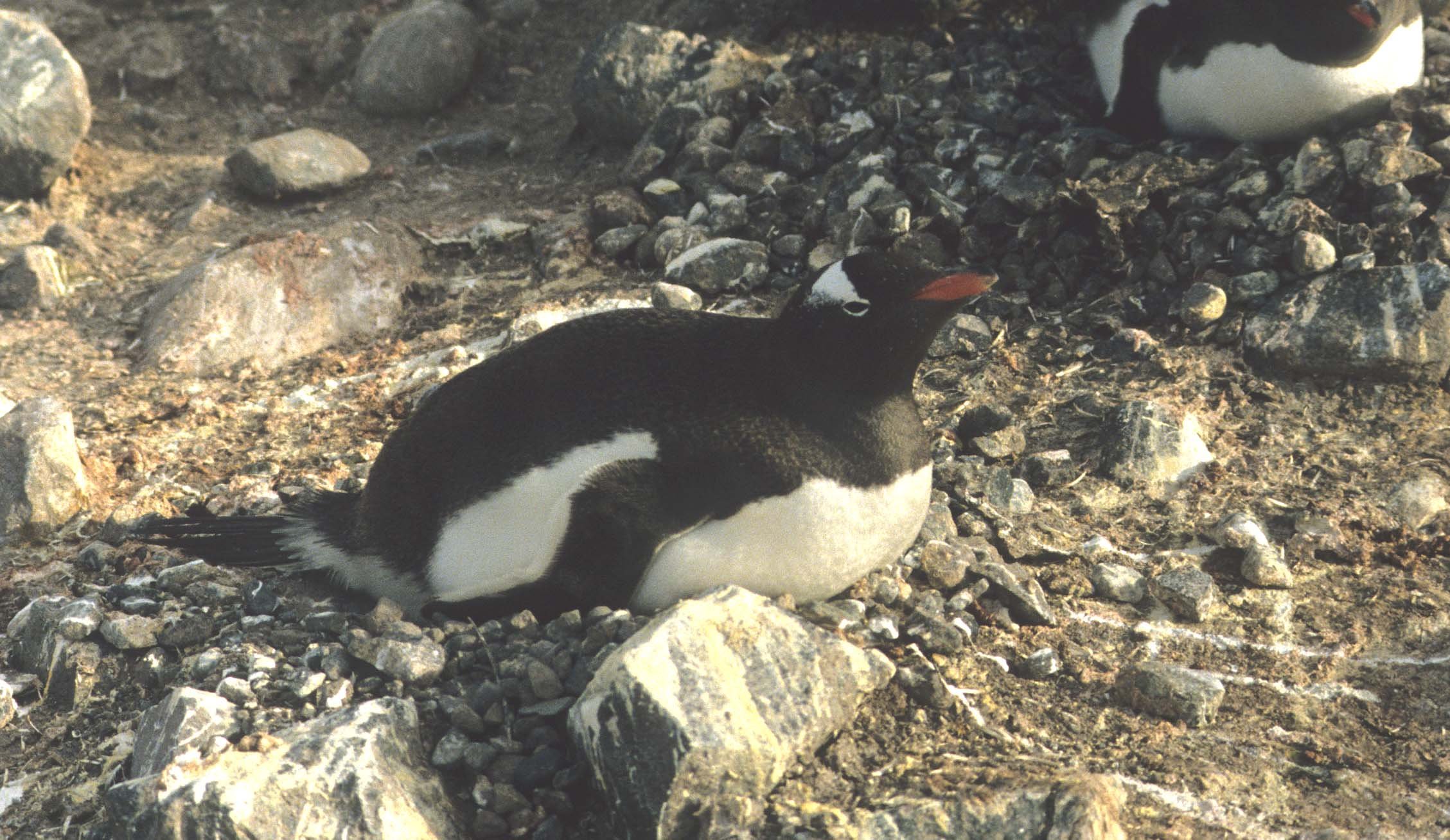 Gentoo Penguin (Pygoscelis papua) Danco Island Antarctic Peninsula (19).jpg