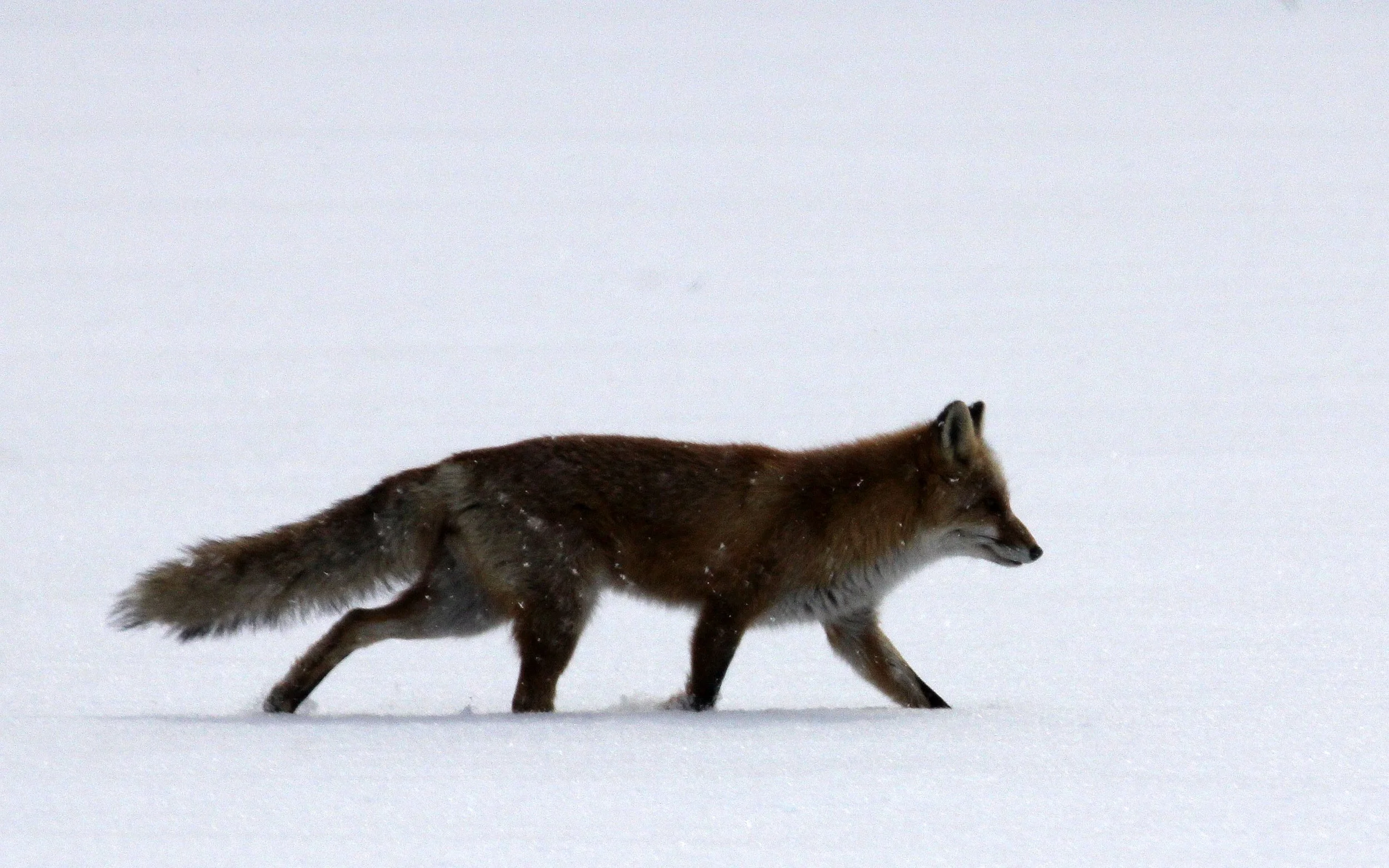 FOX - Vulpes vulpes schrencki - HOKKAIDO RED FOX - TSURUI HOKKAIDO (59).JPG