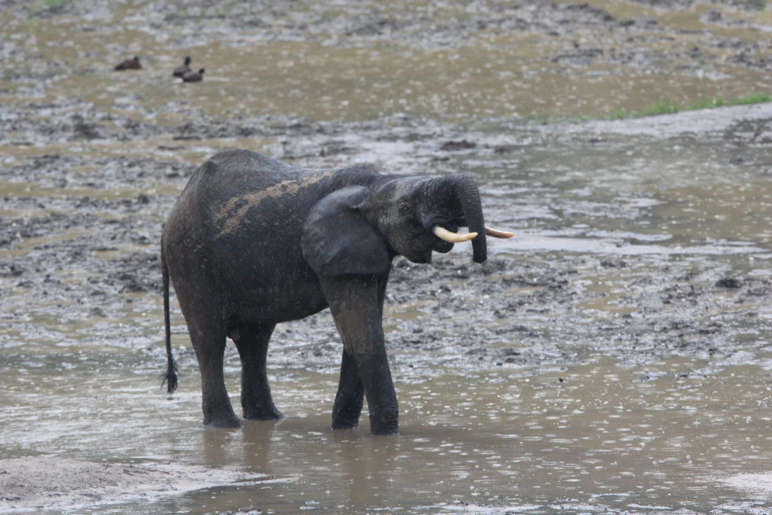 ELEPHANT - FOREST ELEPHANT - DZANGA BAI - DZANGA NDOKI NP CENTRAL AFRICAN REPUBLIC (11).JPG