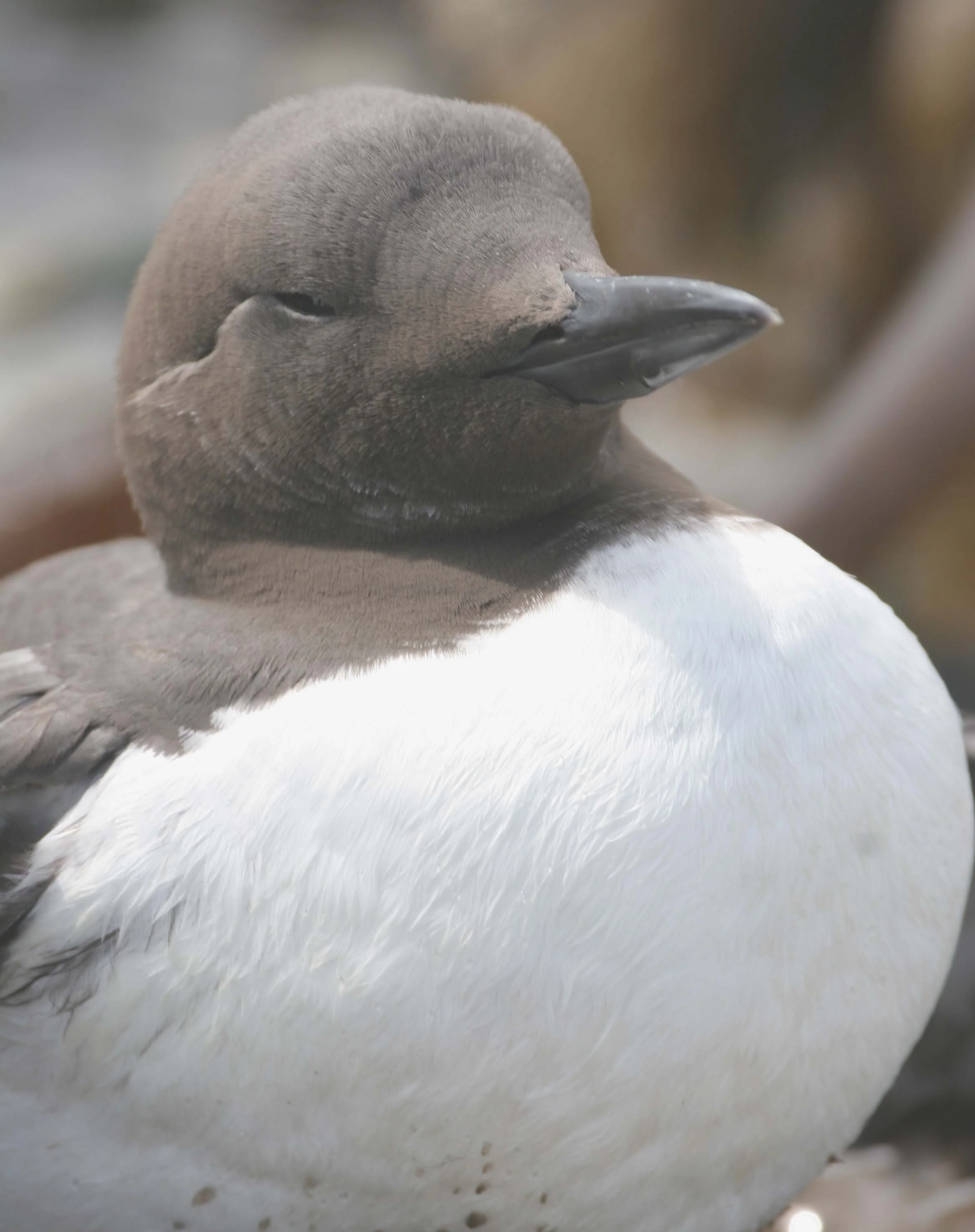 Uria aalge - COMMON MURRE - FRESHWATER BAY (12).jpg