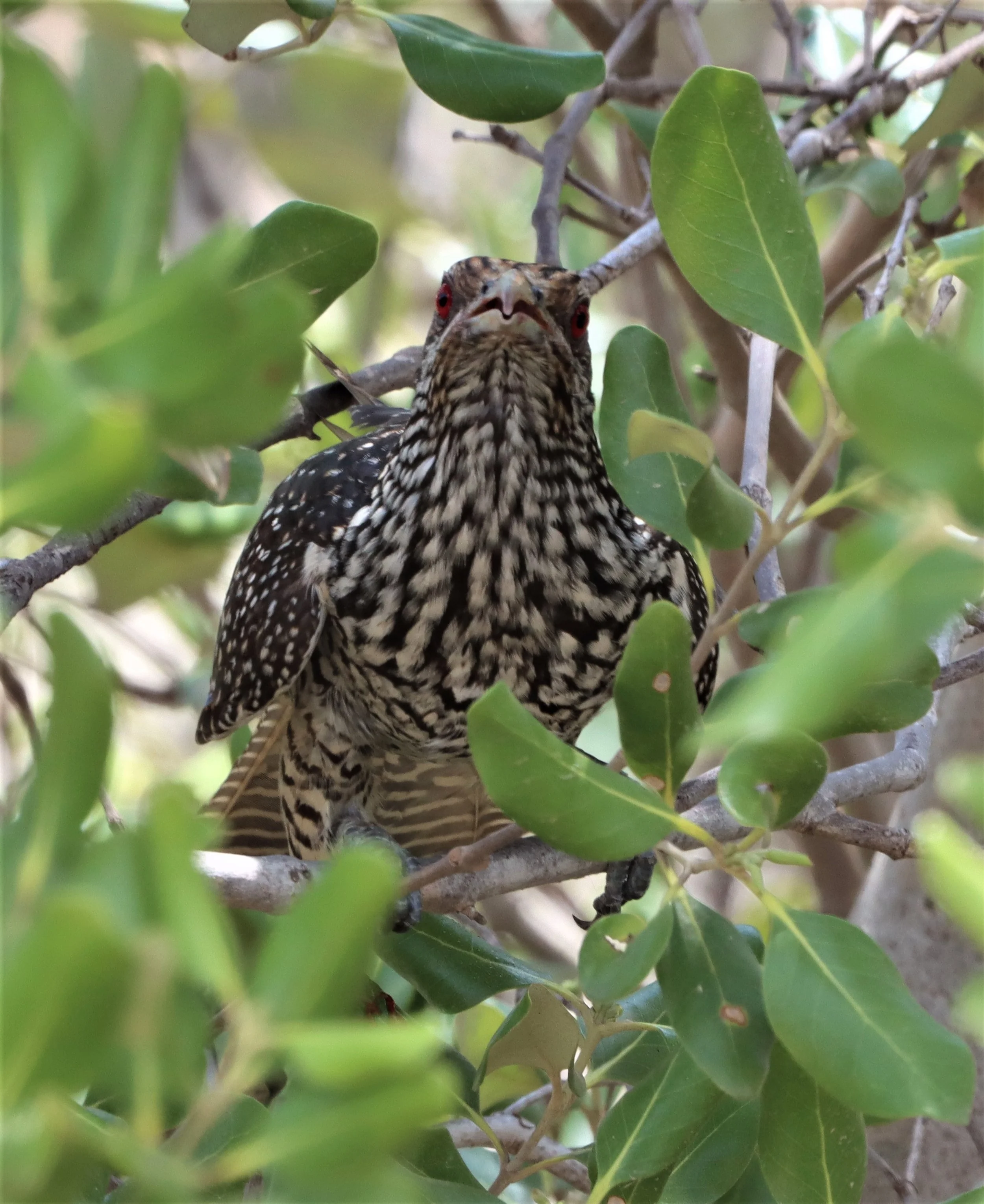 Asian Koel (Eudynamys scolopacea) Pak Thale Salt Ponds Petchaburi Thailand (10).jpg
