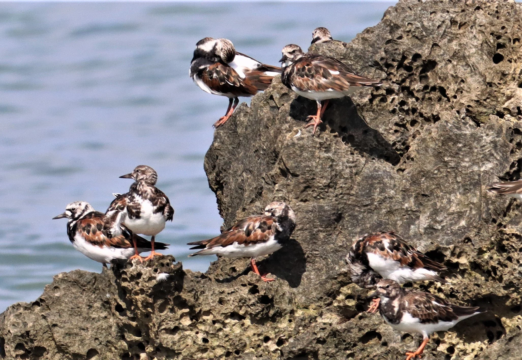 TURNSTONE - RUDDY TURNSTONE - Arenaria interpres - LAEM PAKARAM PHANG NGA (3).jpg