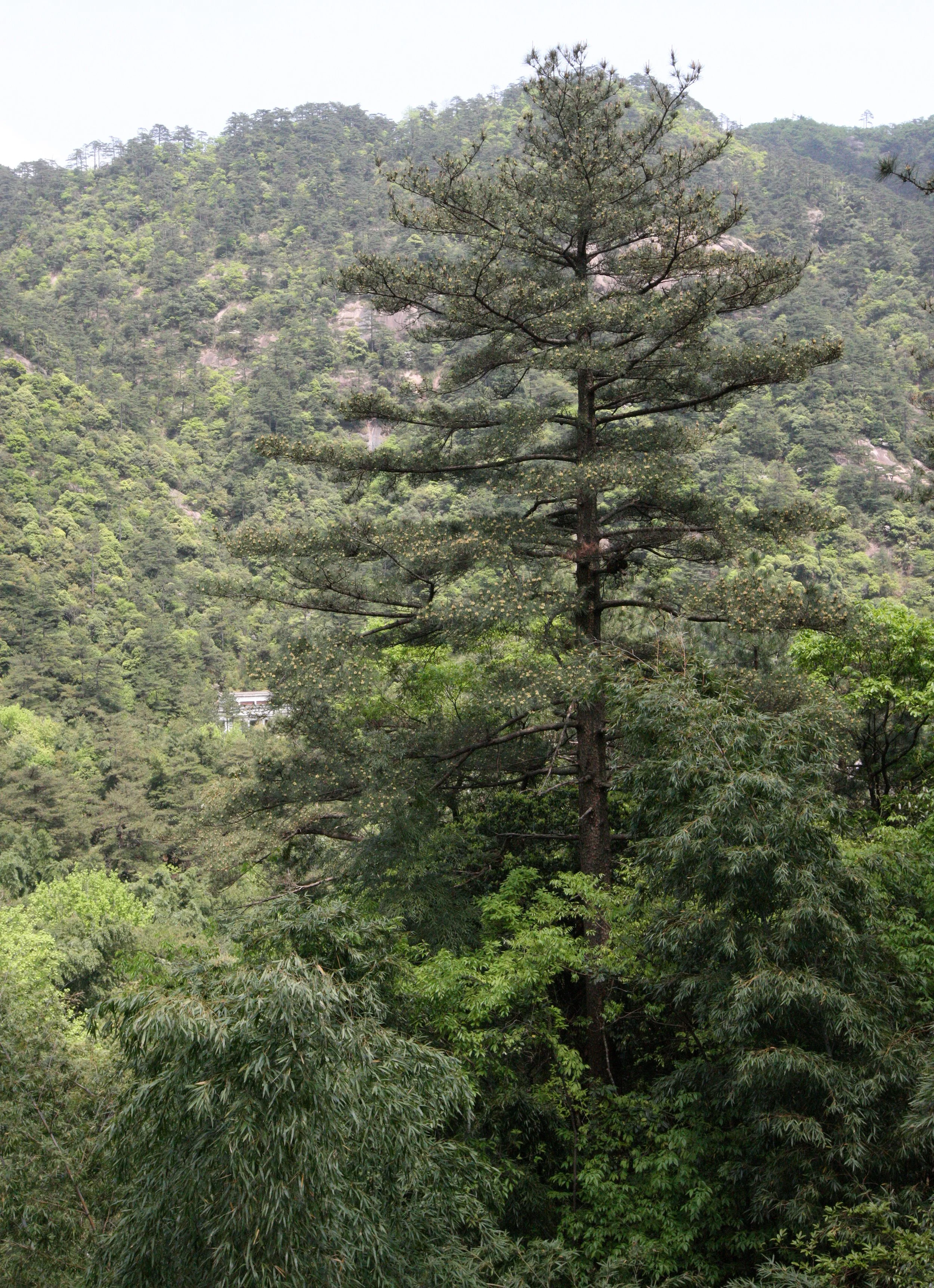 HUANGSHAN NATIONAL PARK ANHUI PROVINCE CHINA (3).JPG